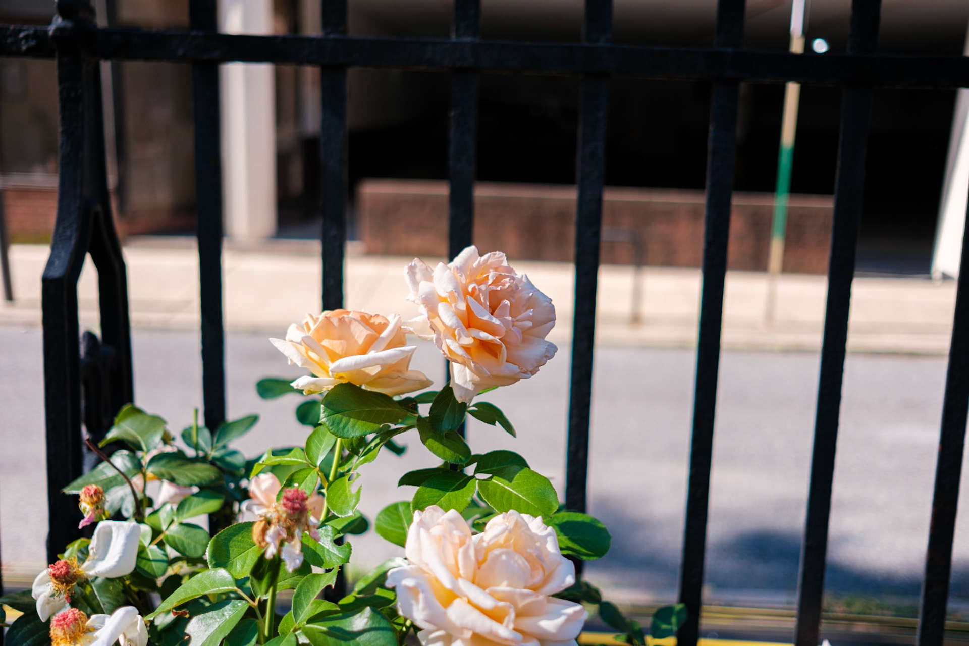 Creamy Roses in the Morning at St Clement Church