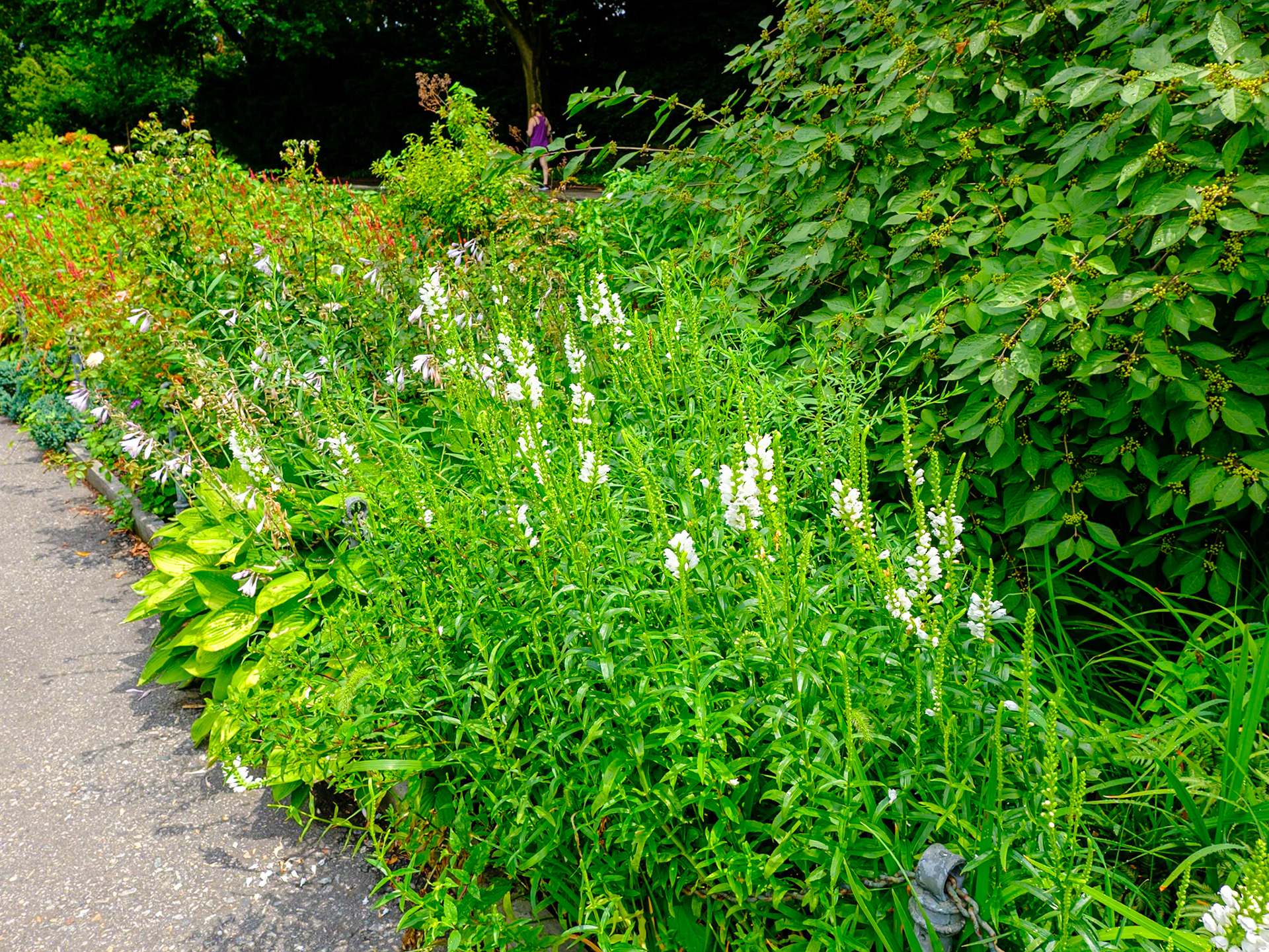 White Little Lillies at Fort Tryon July 2024
