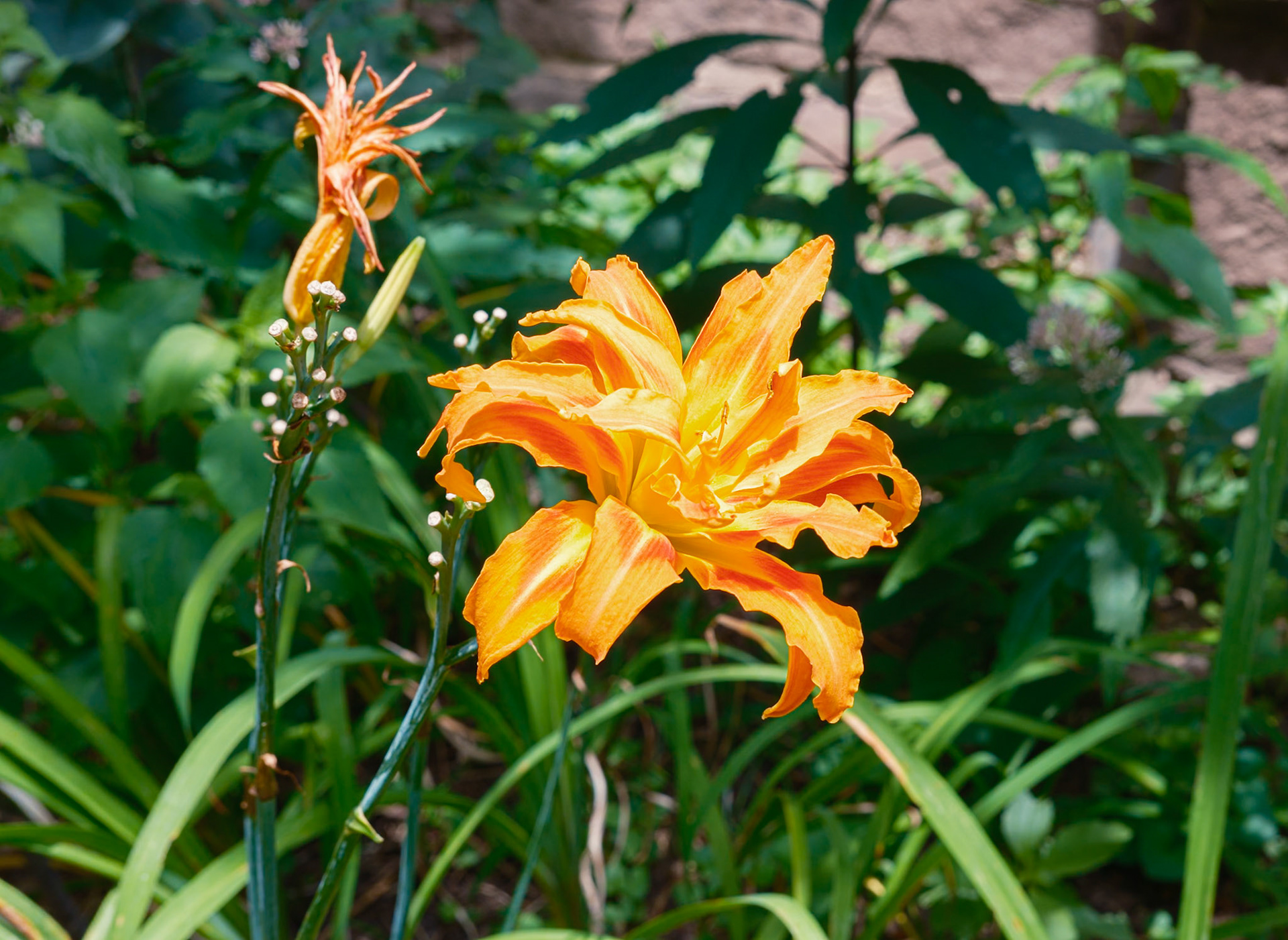Tiger Lily at St Clement Church Garden in July 2025