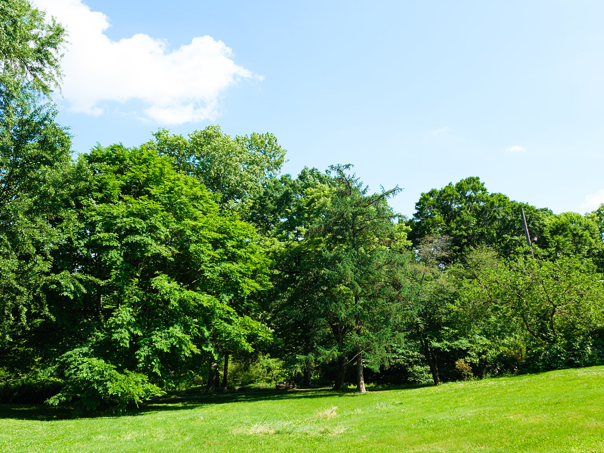 Meadow with Trees at Bartram's