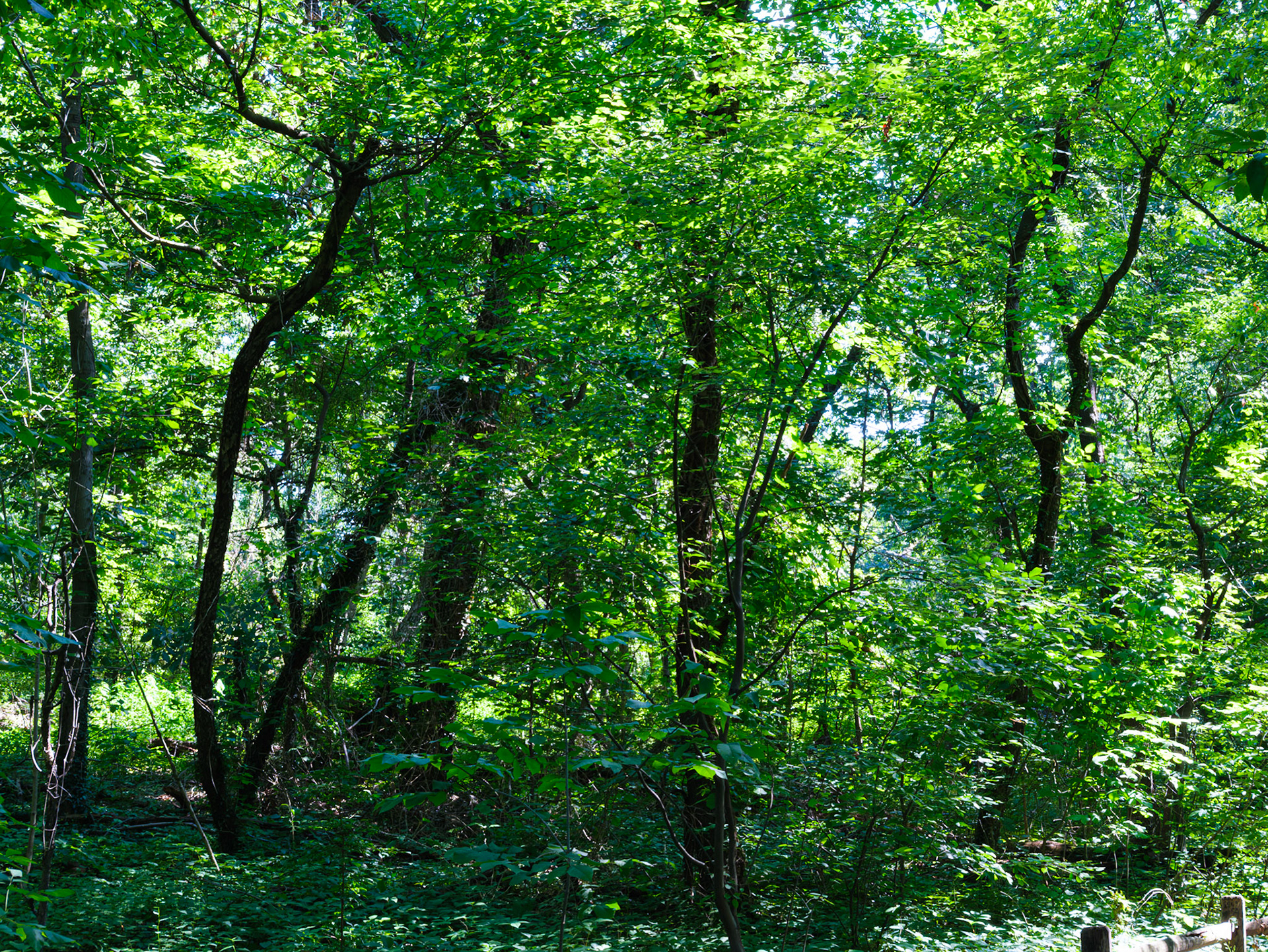 Pause on the Forest Trail at NYBG
