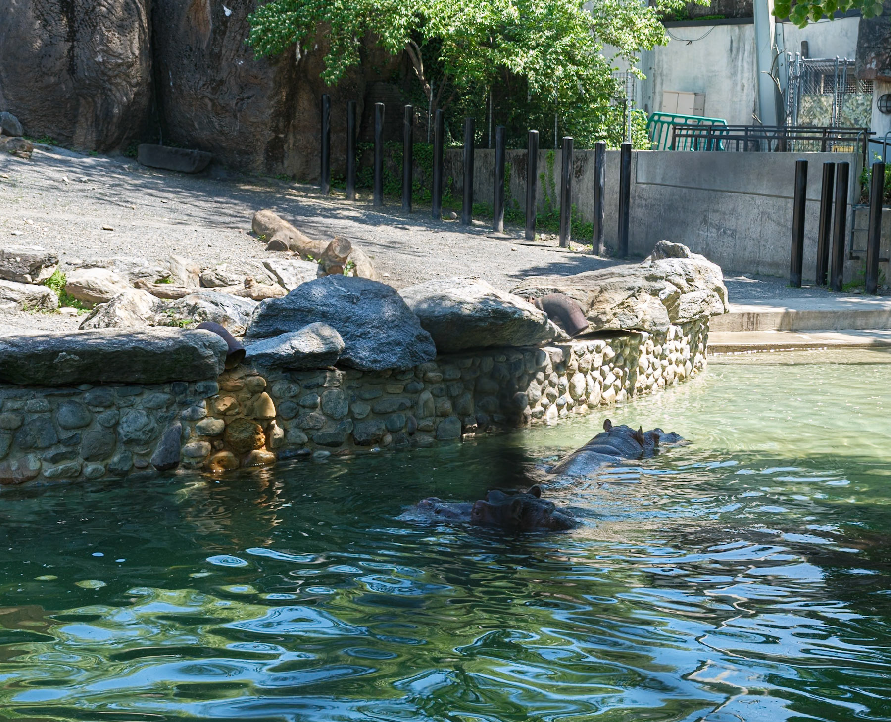 Pair of Hippos