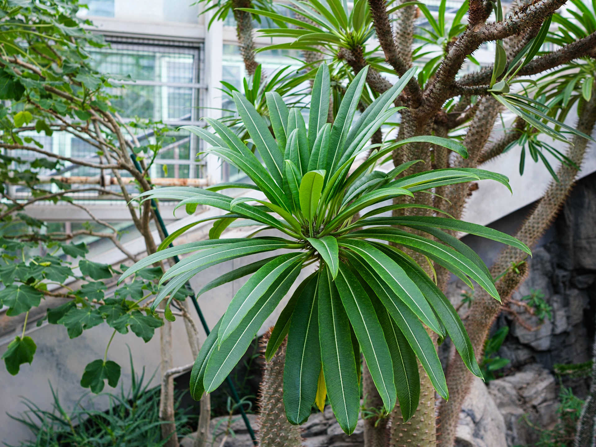 Desert Palm in Desert House at Brooklyn Botanic