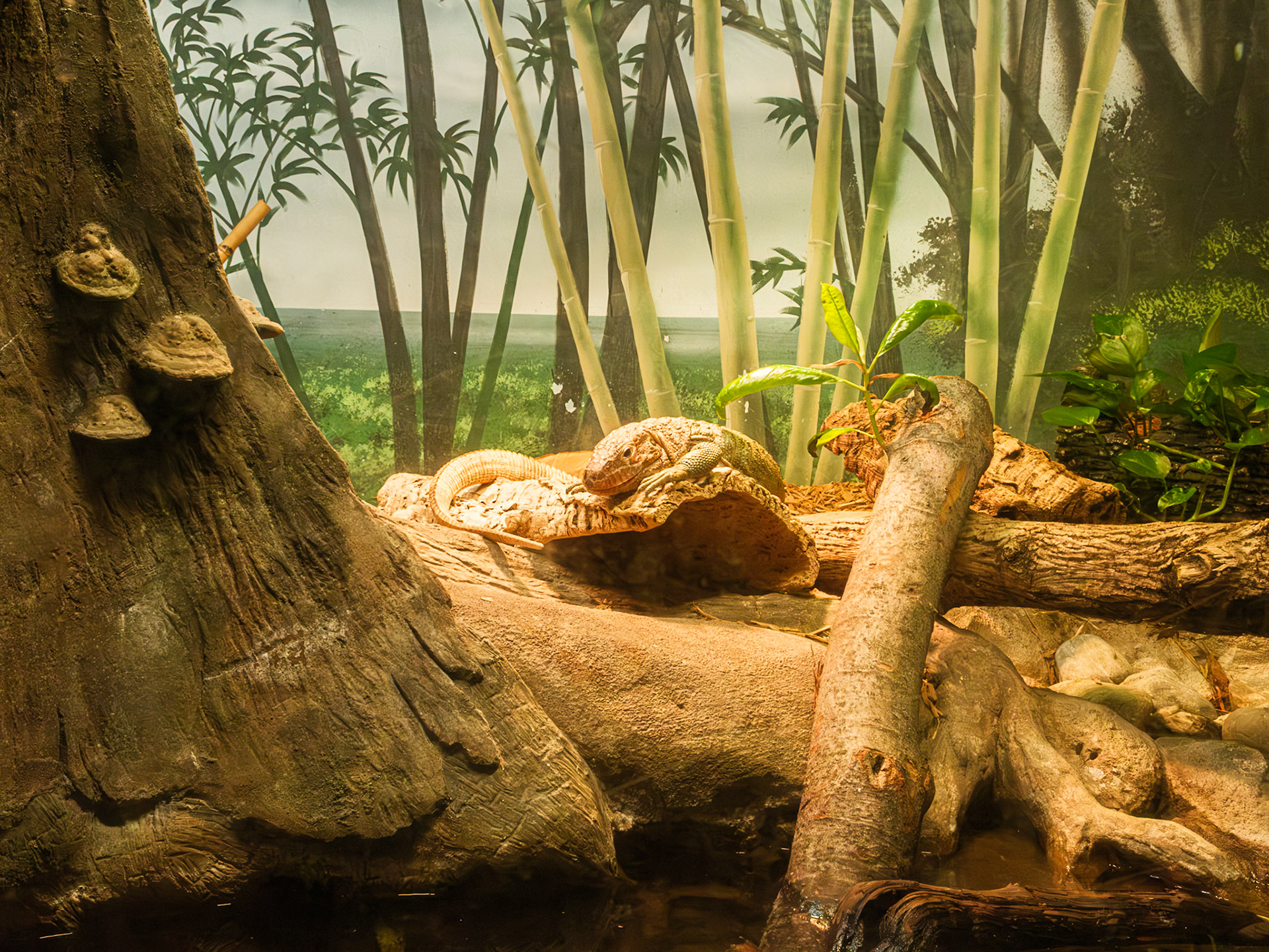 Relaxing Lizard