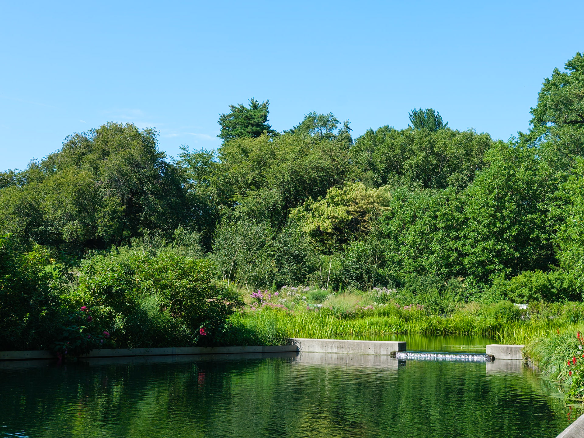 New Section Devoted to Native Species at the New York Botanical