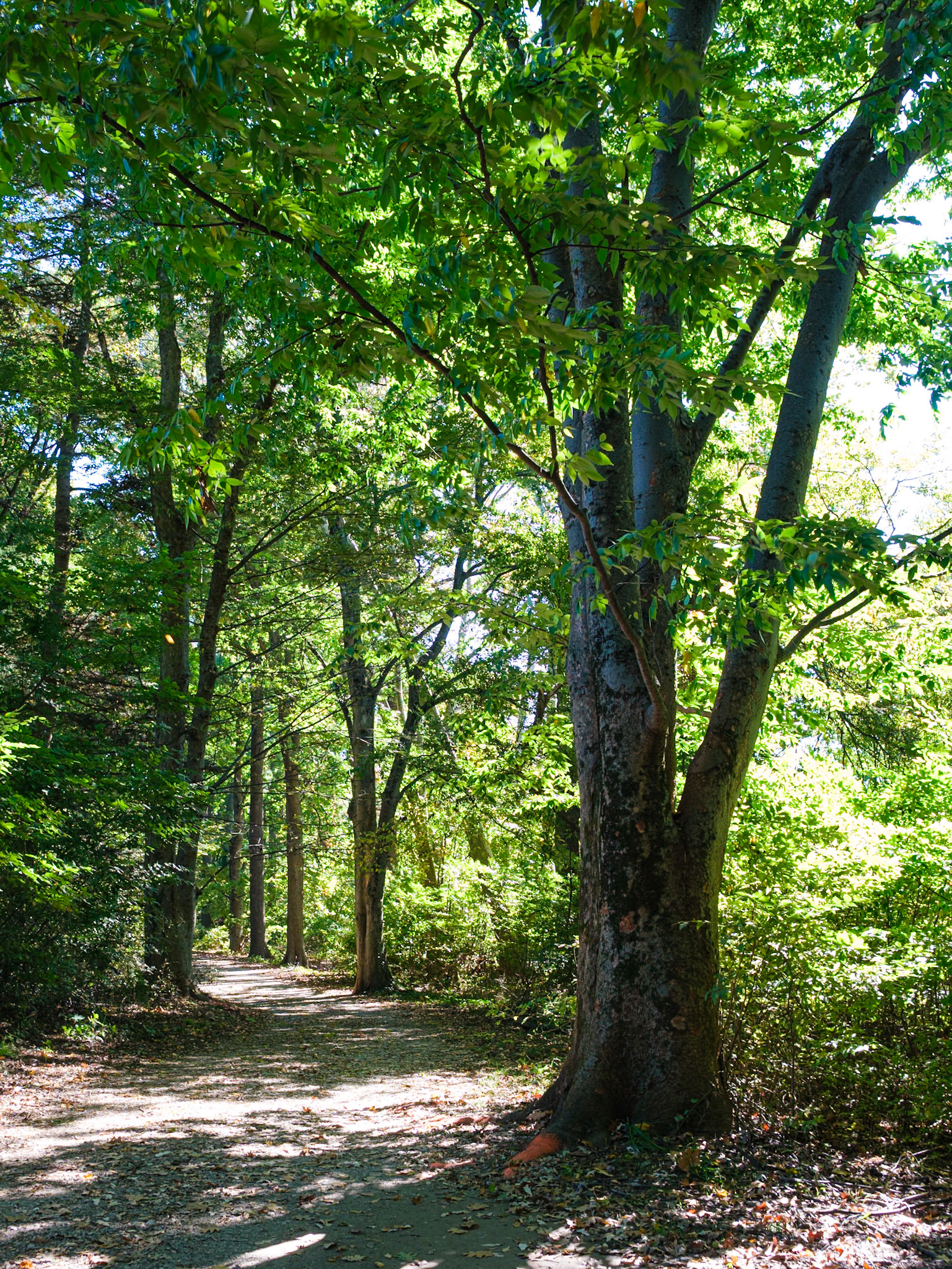 Row of Trees on South Side Trail