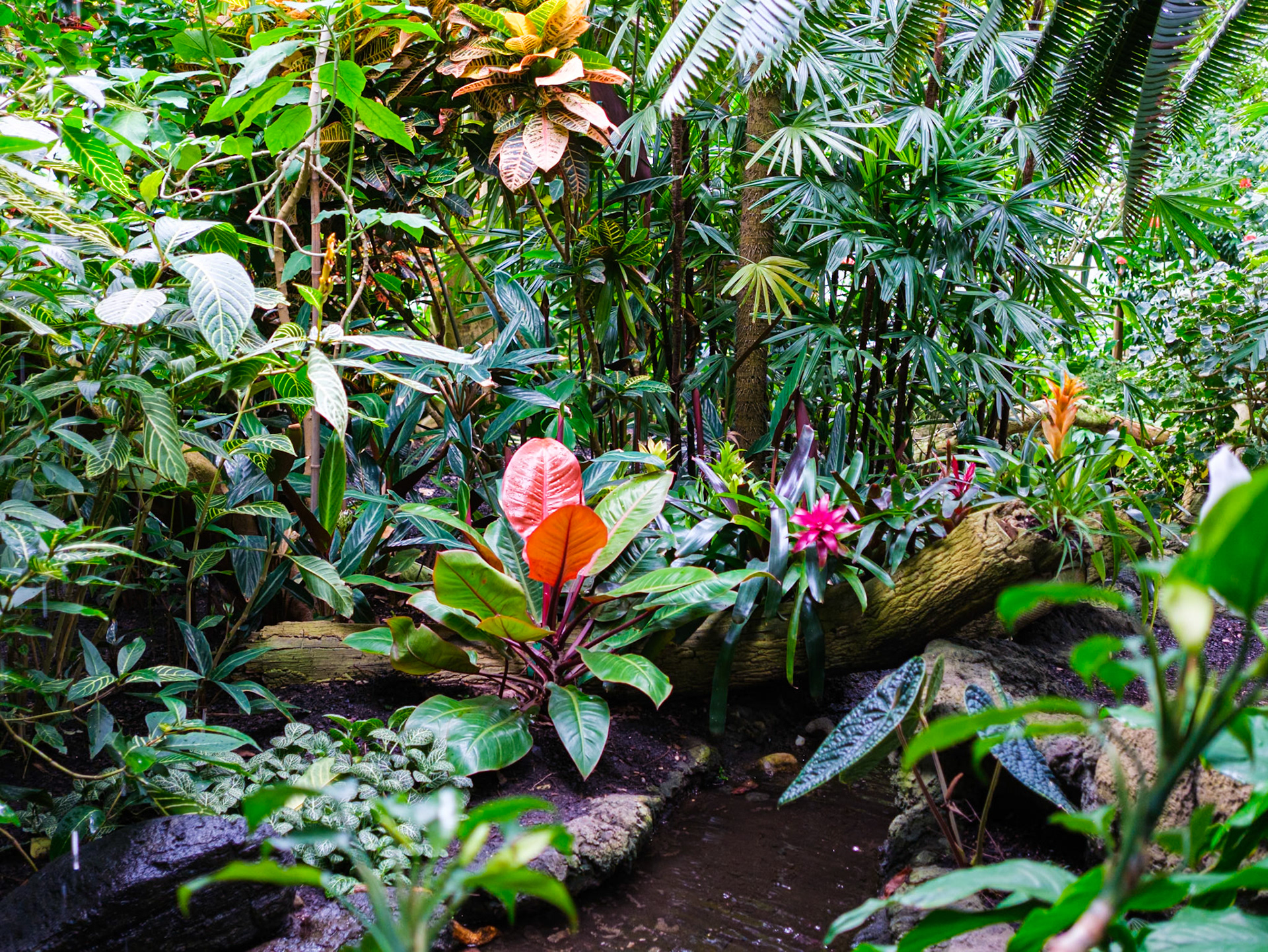 Another View of Tropical Hall Brooklyn Botanic
