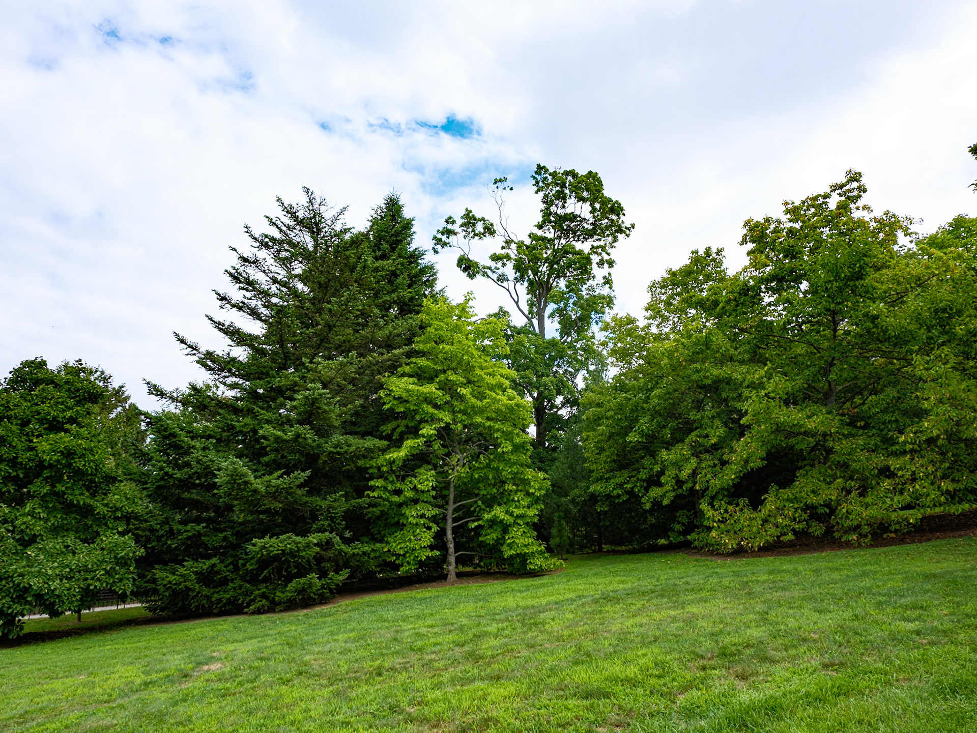 Hillside Evergreen and Old Tree at Morris Arboretum August 2024