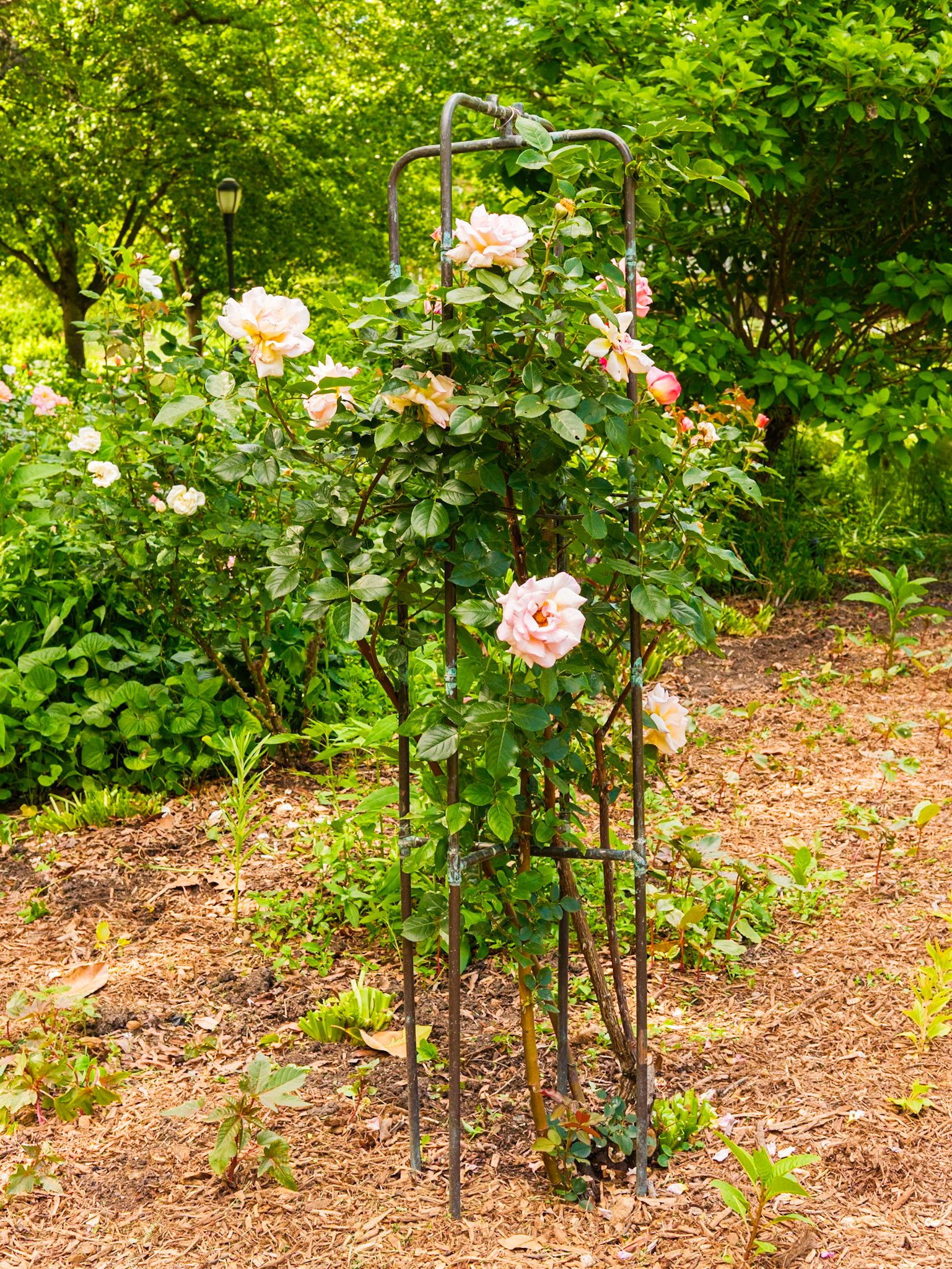 Roses on Small Trellis at Queens Botanical Garden