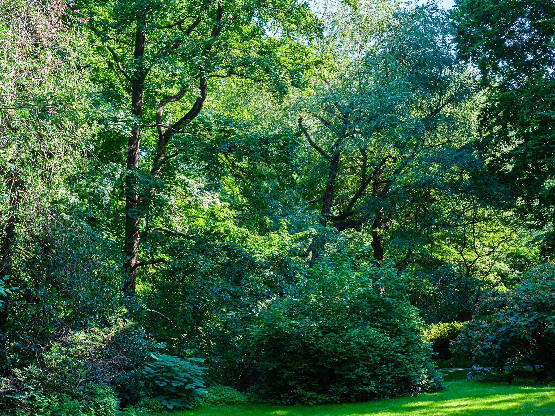 Trio of Trees along Azalea  Way at NYBG