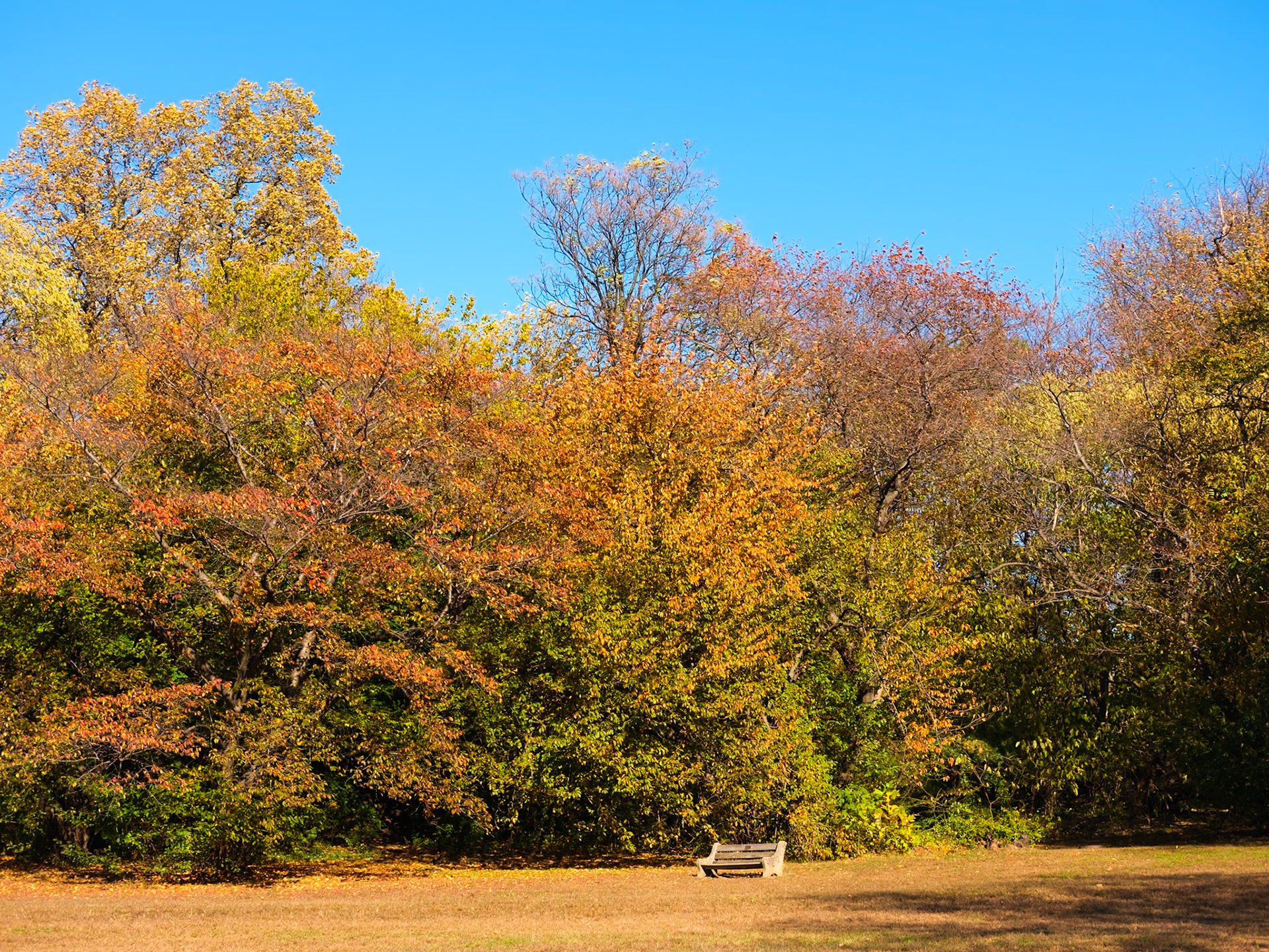 Fairmount Grove with Lone Bench