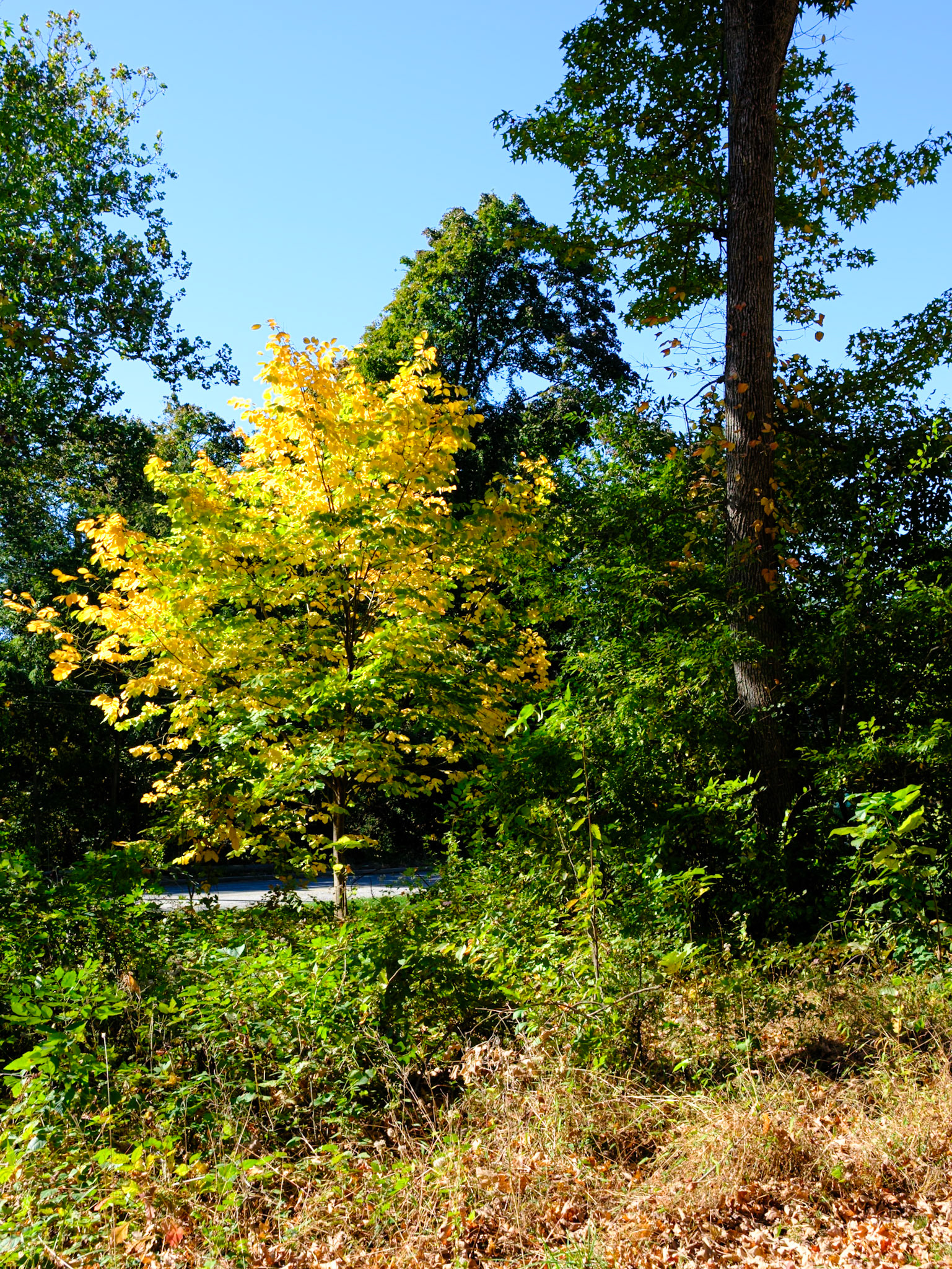 Yellow Leafed Tree on Trail