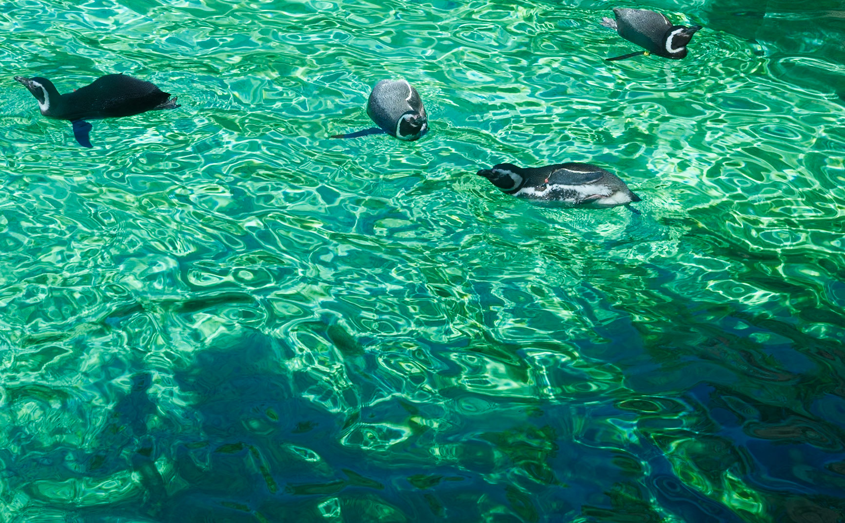 More Swimming Penguins