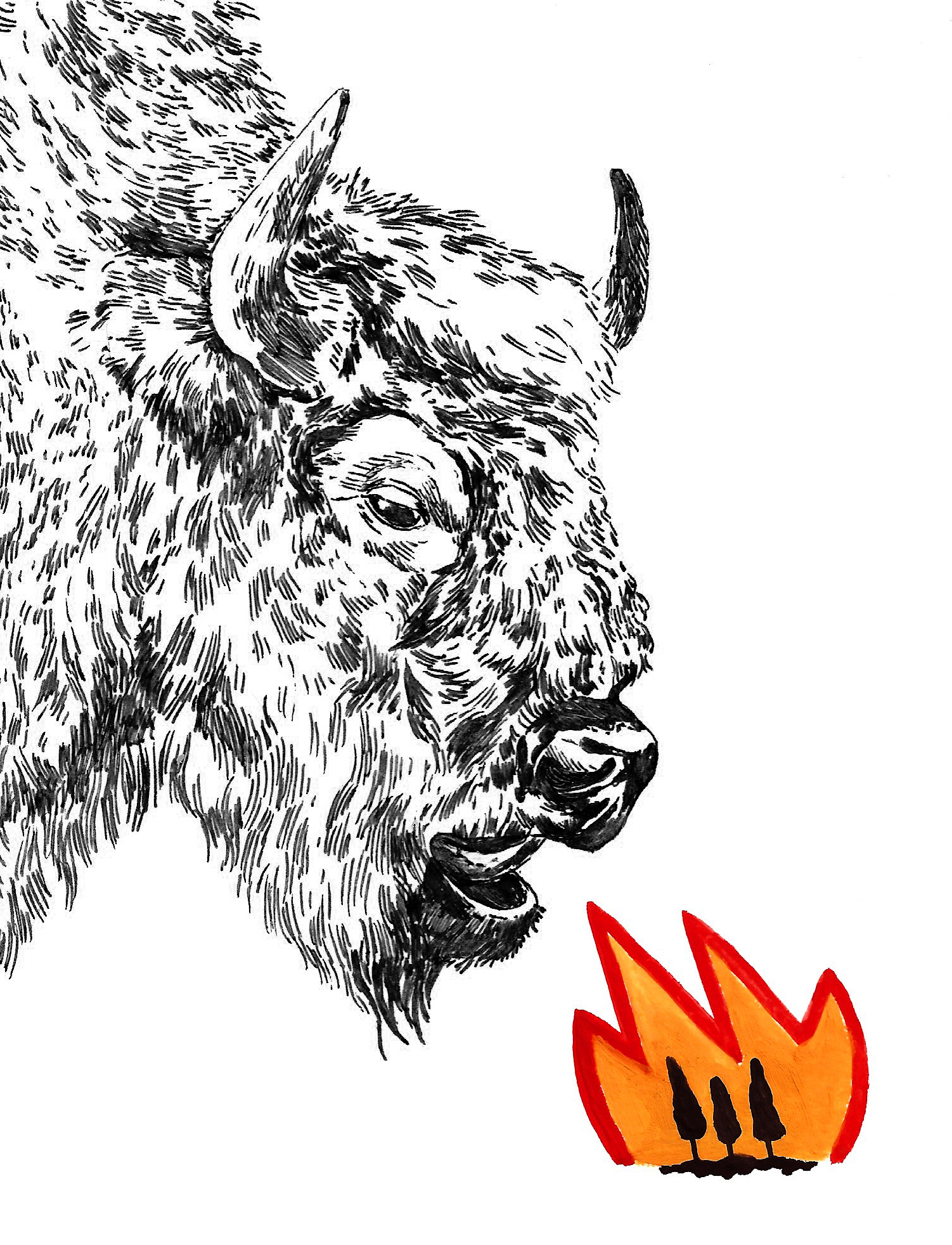 Illustration for 'Eat, roam, repeat: Can the bison's big appetite stop Spain's forest fires?' by Stephen Burgen for The Guardian