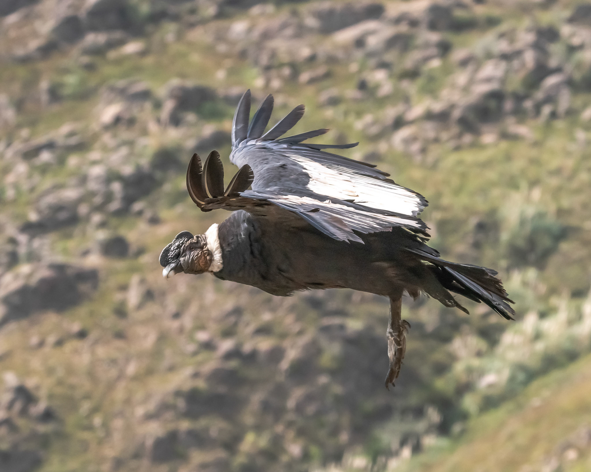 Condor Andino