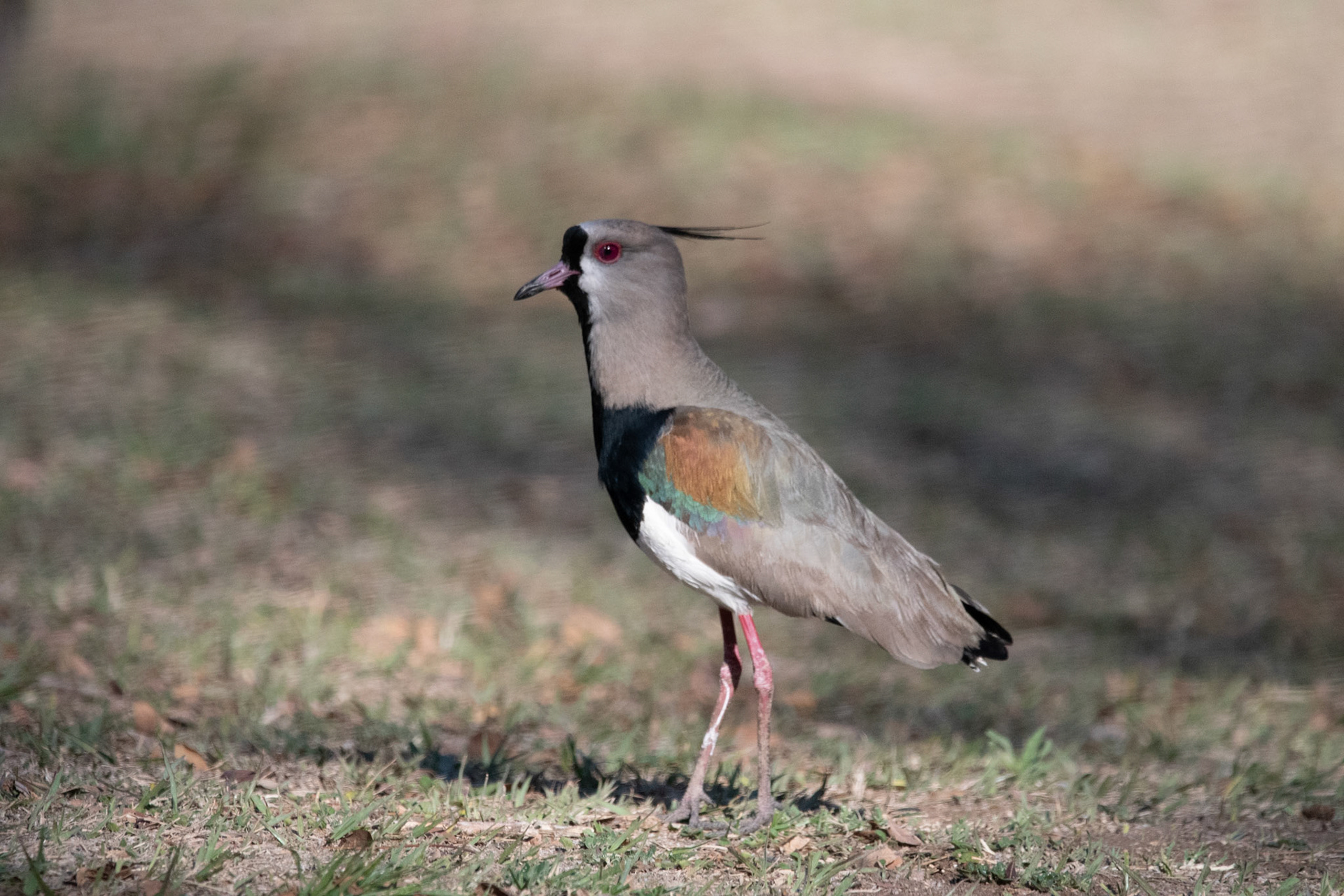 Tero