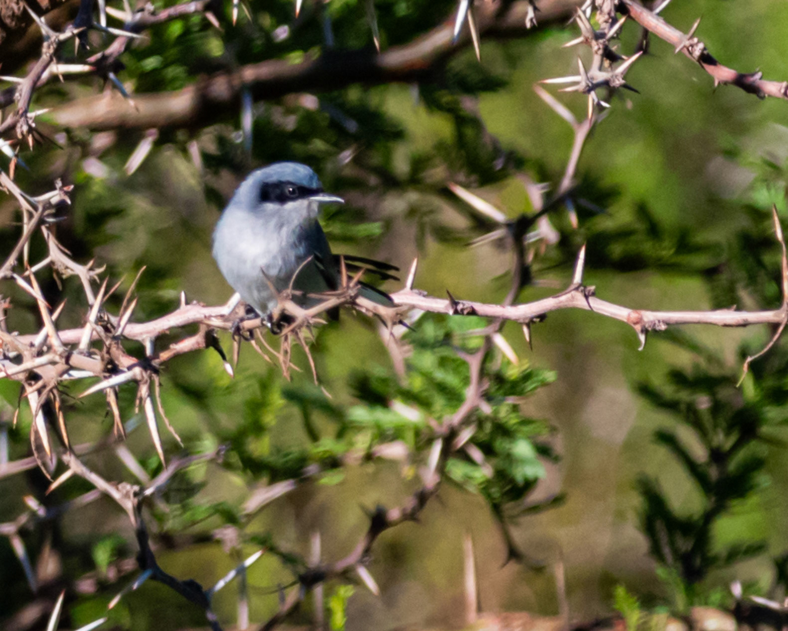 Tacuarita Azul