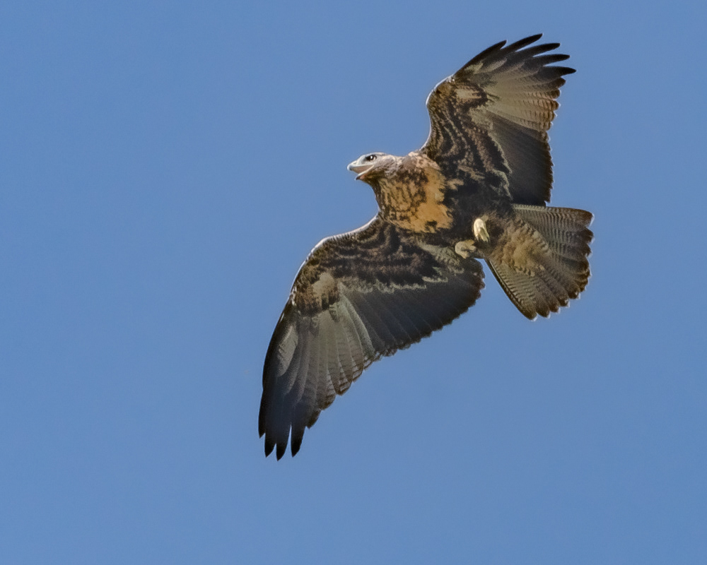 Aguila Mora