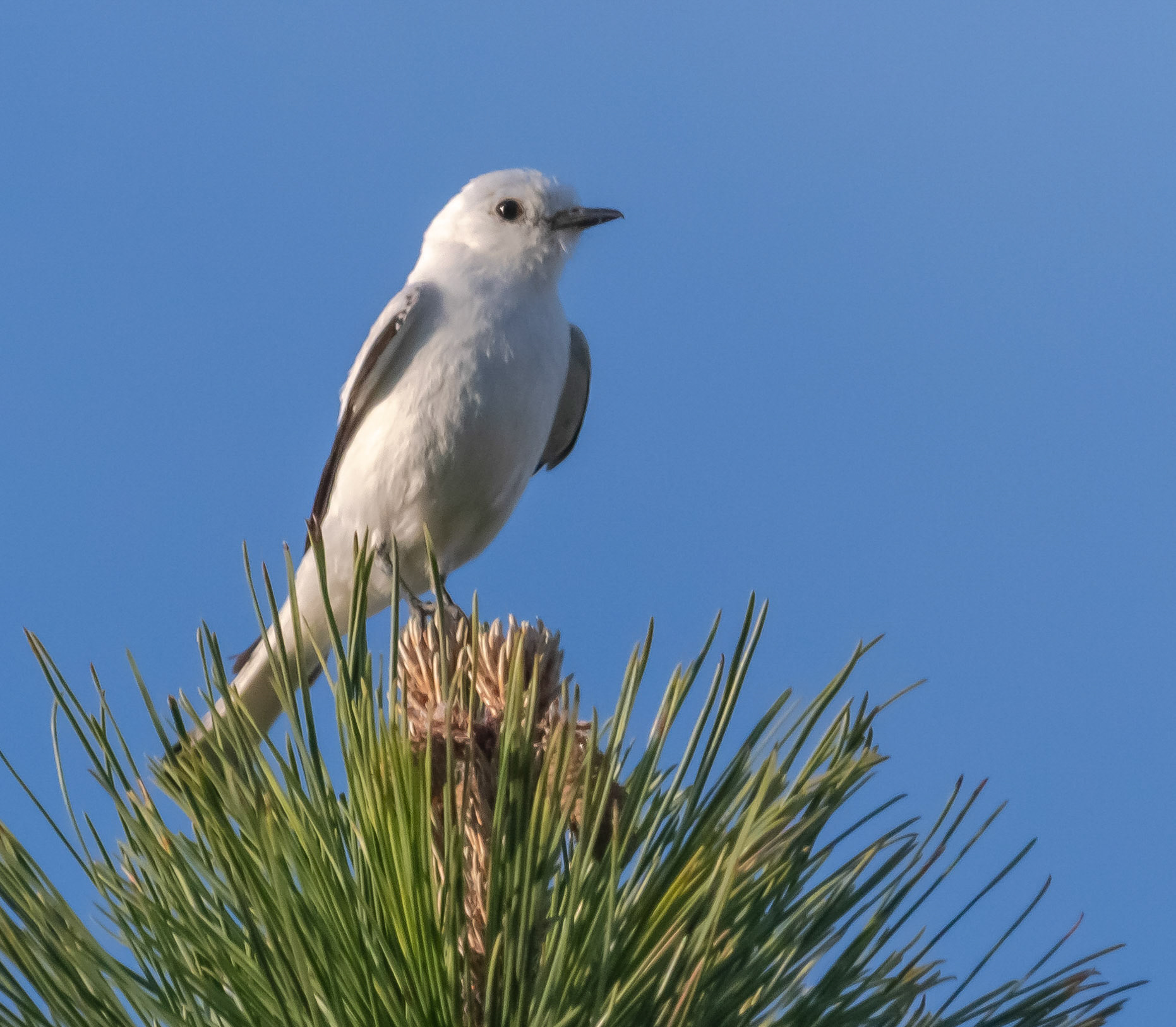Monjita Blanca