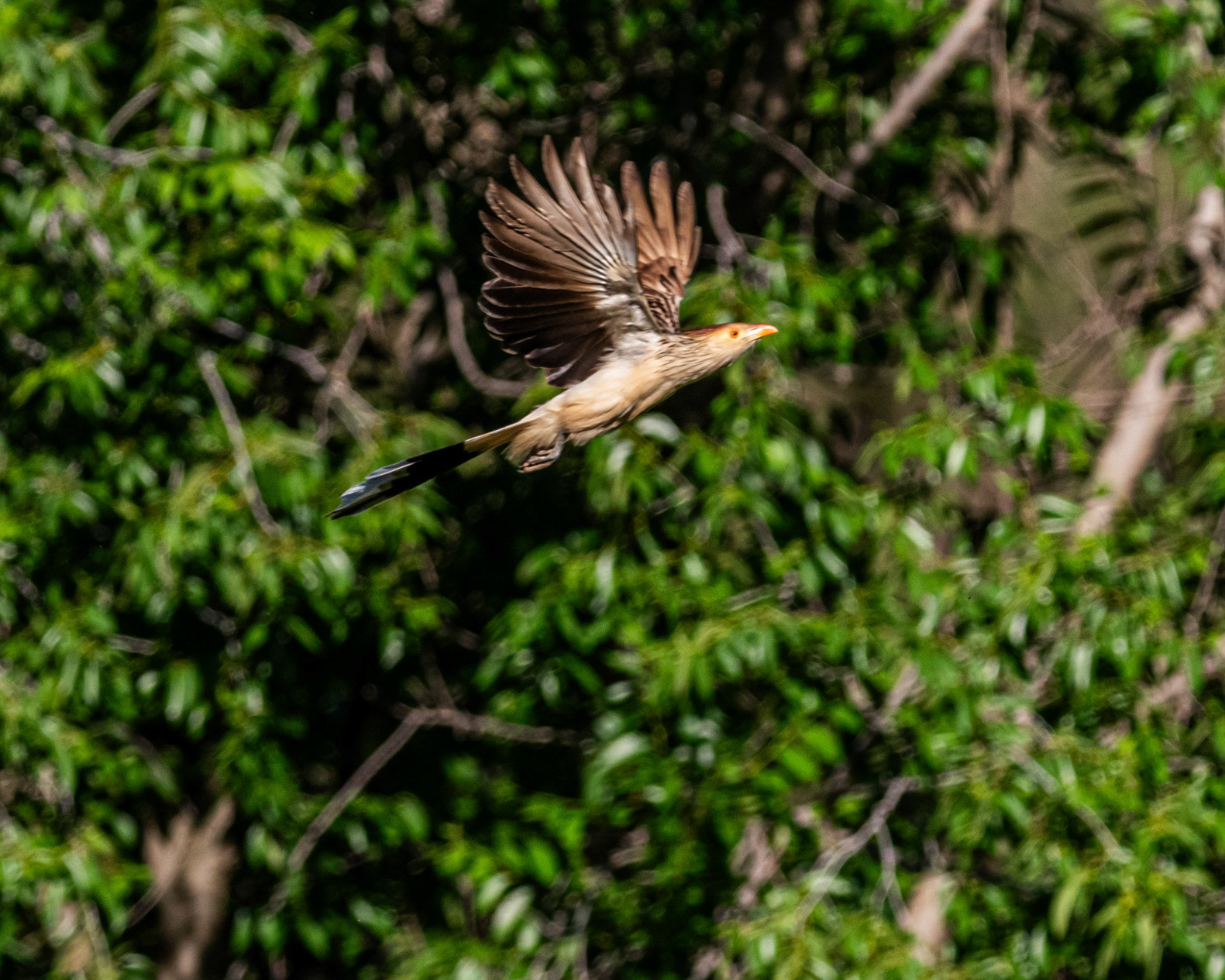 Pirincho