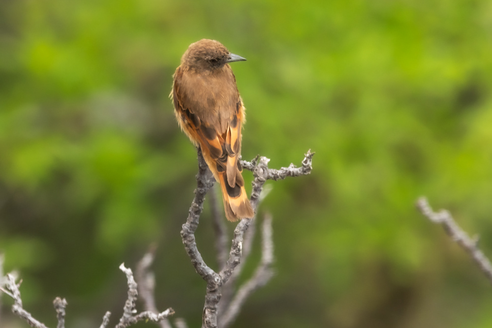Birro Colorado