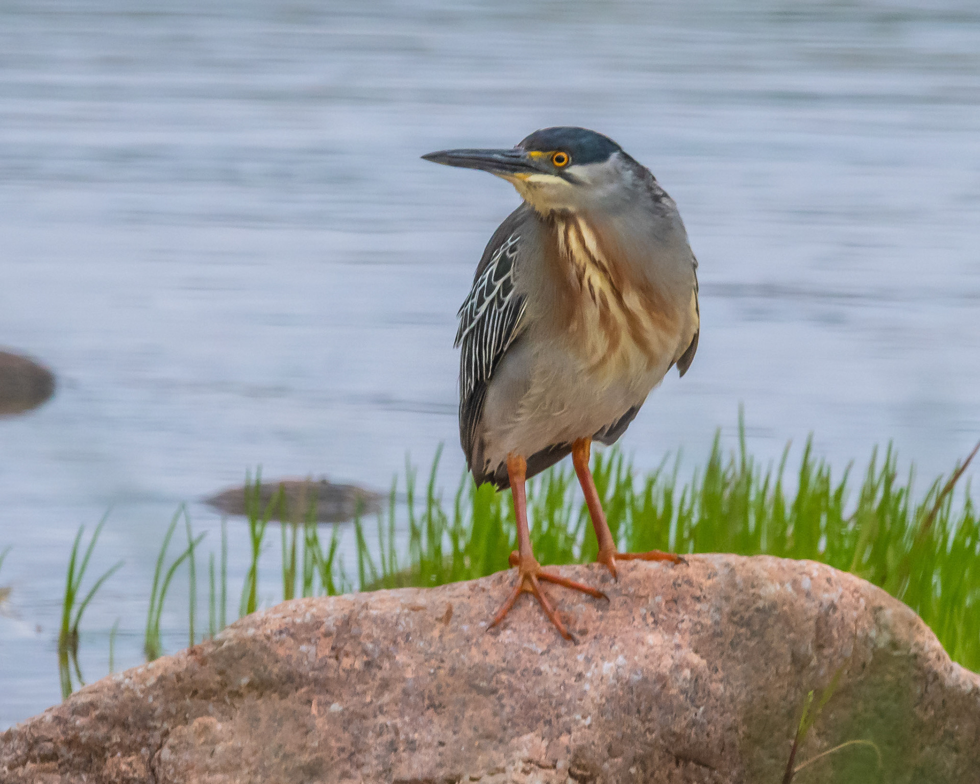 Garza Brua
