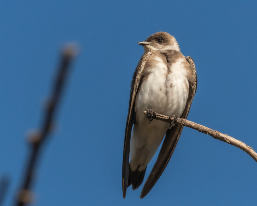 Golondrina Parda