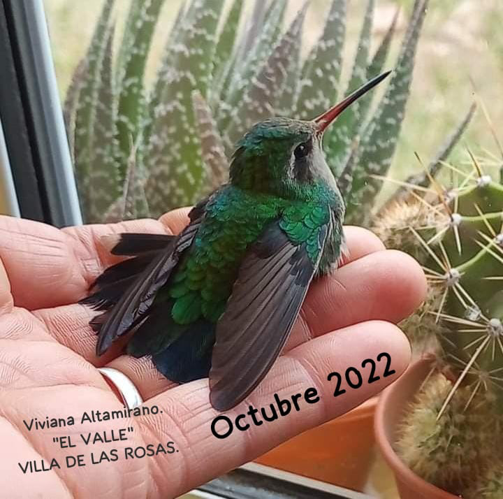 Picaflor Verde