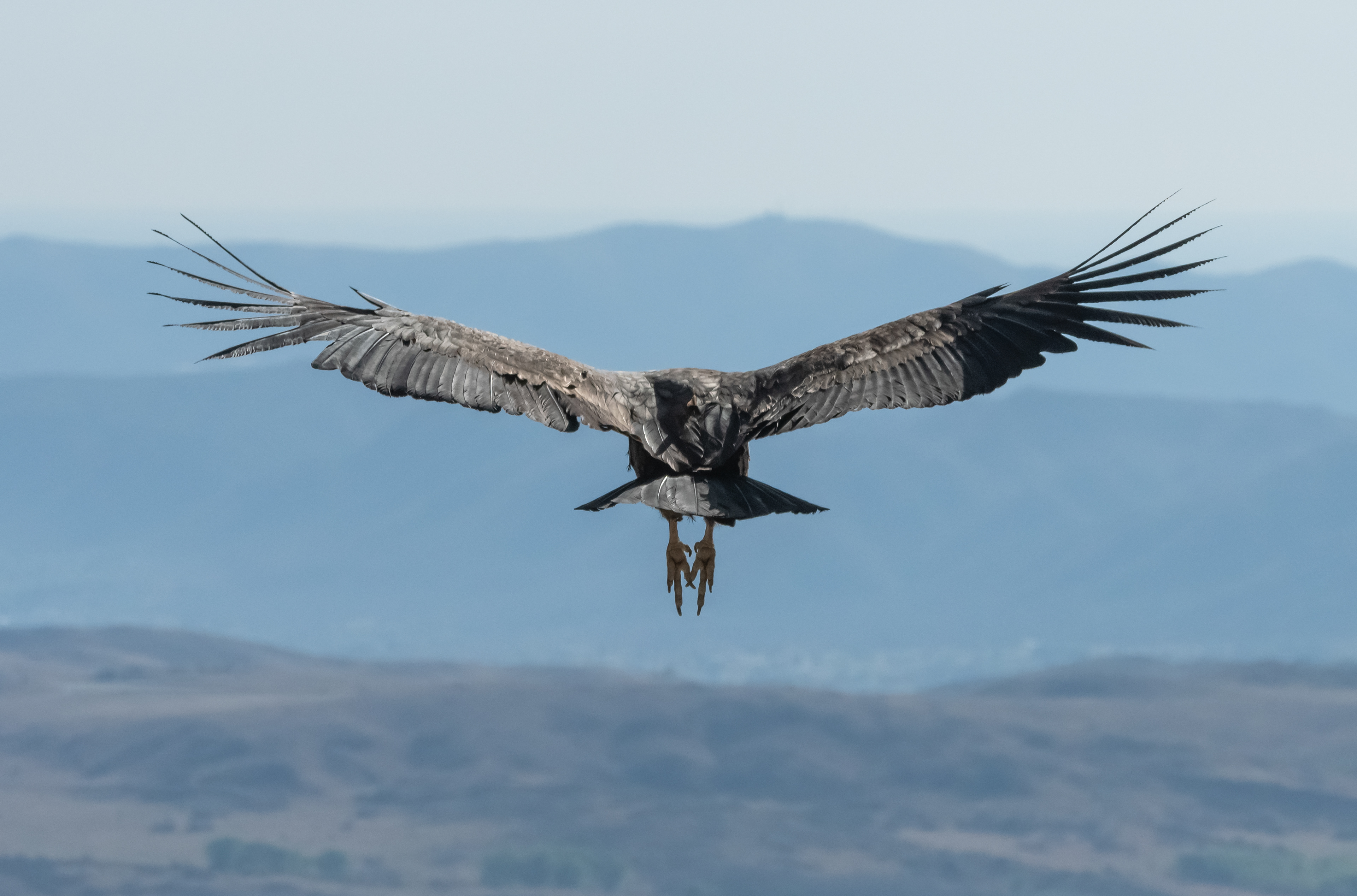 Condor Andino