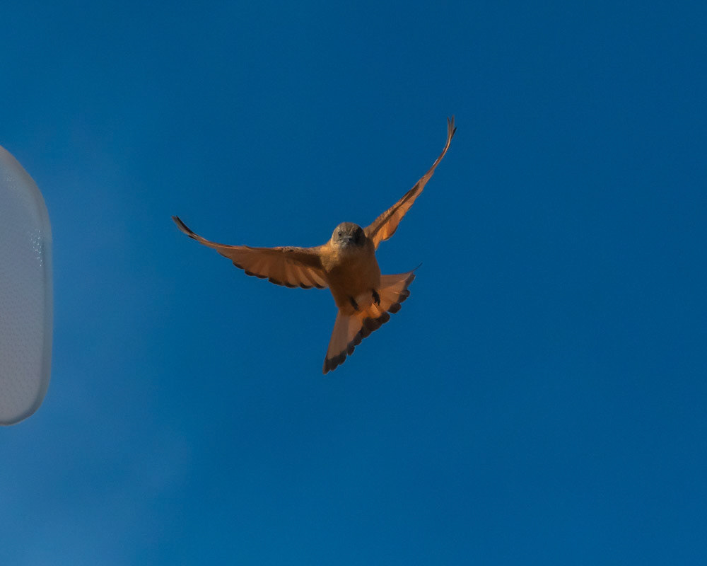 Birro Marron
