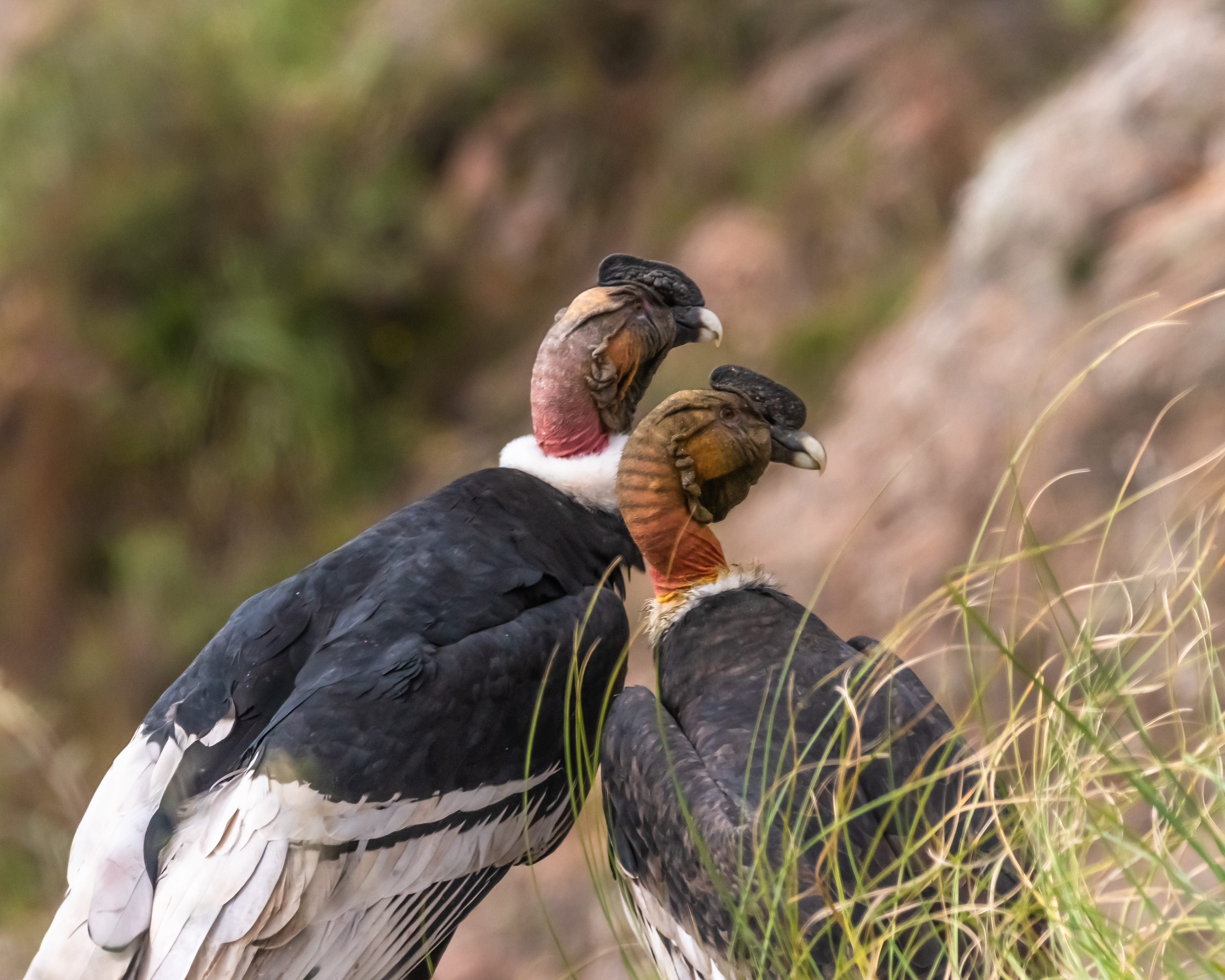 Condor Andino