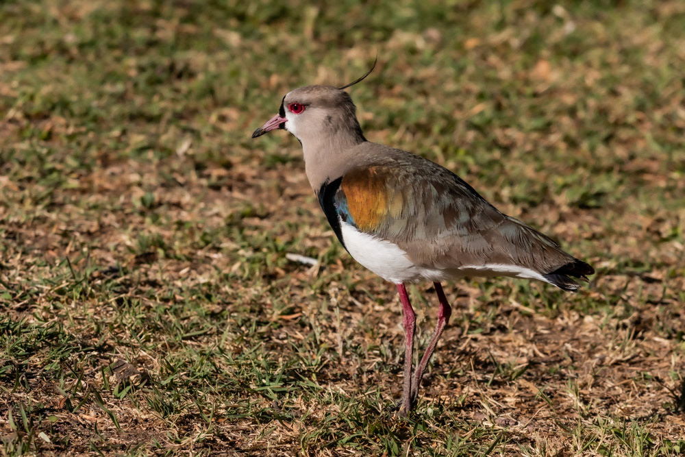 Tero