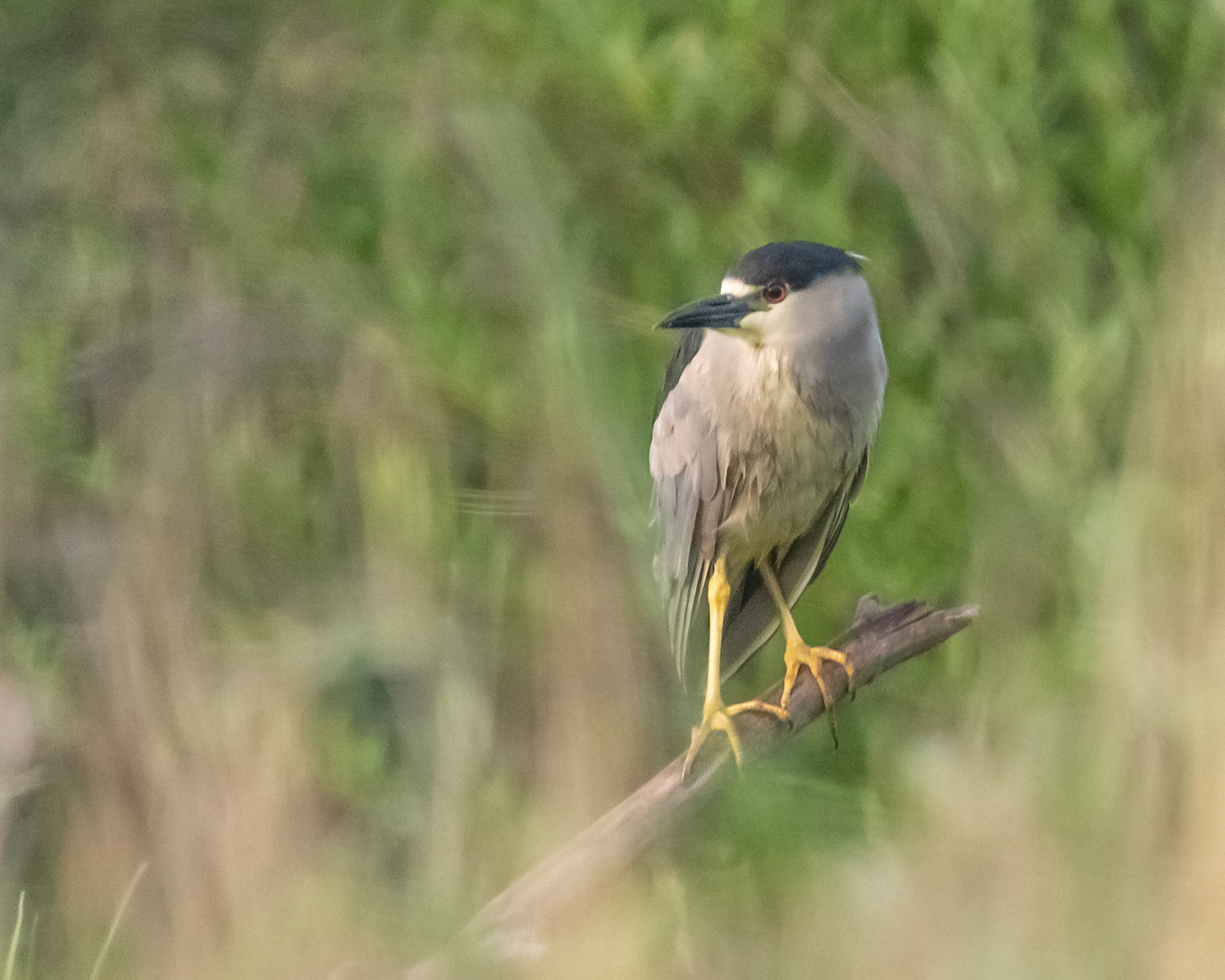 Garza Bruja