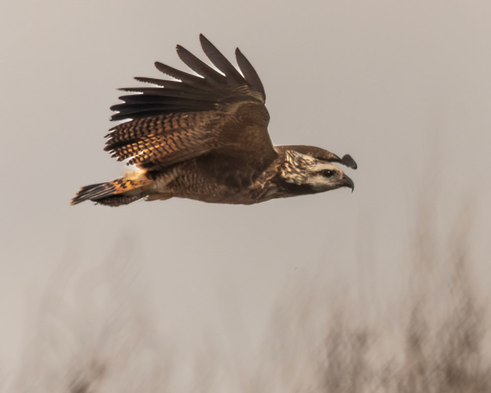 Aguilucho Pampa