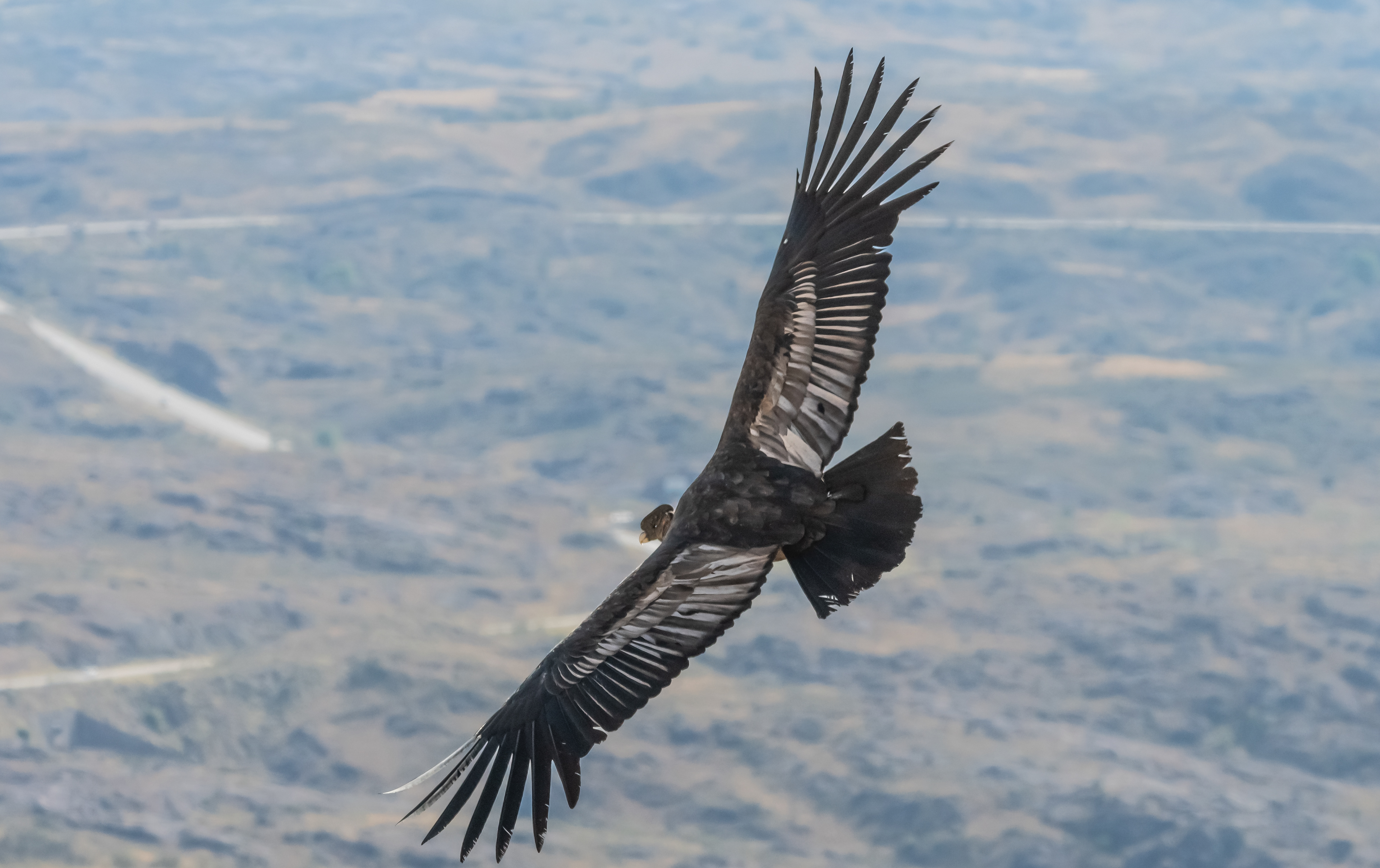Condor Andino