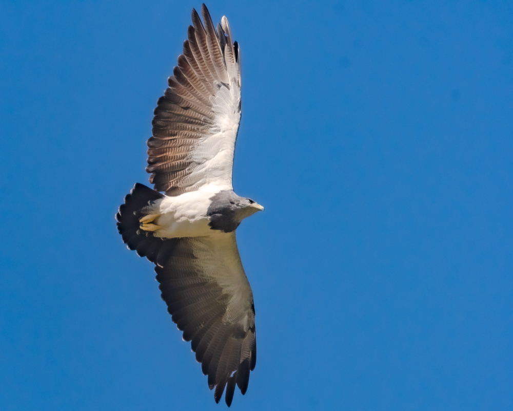 Aguila Mora