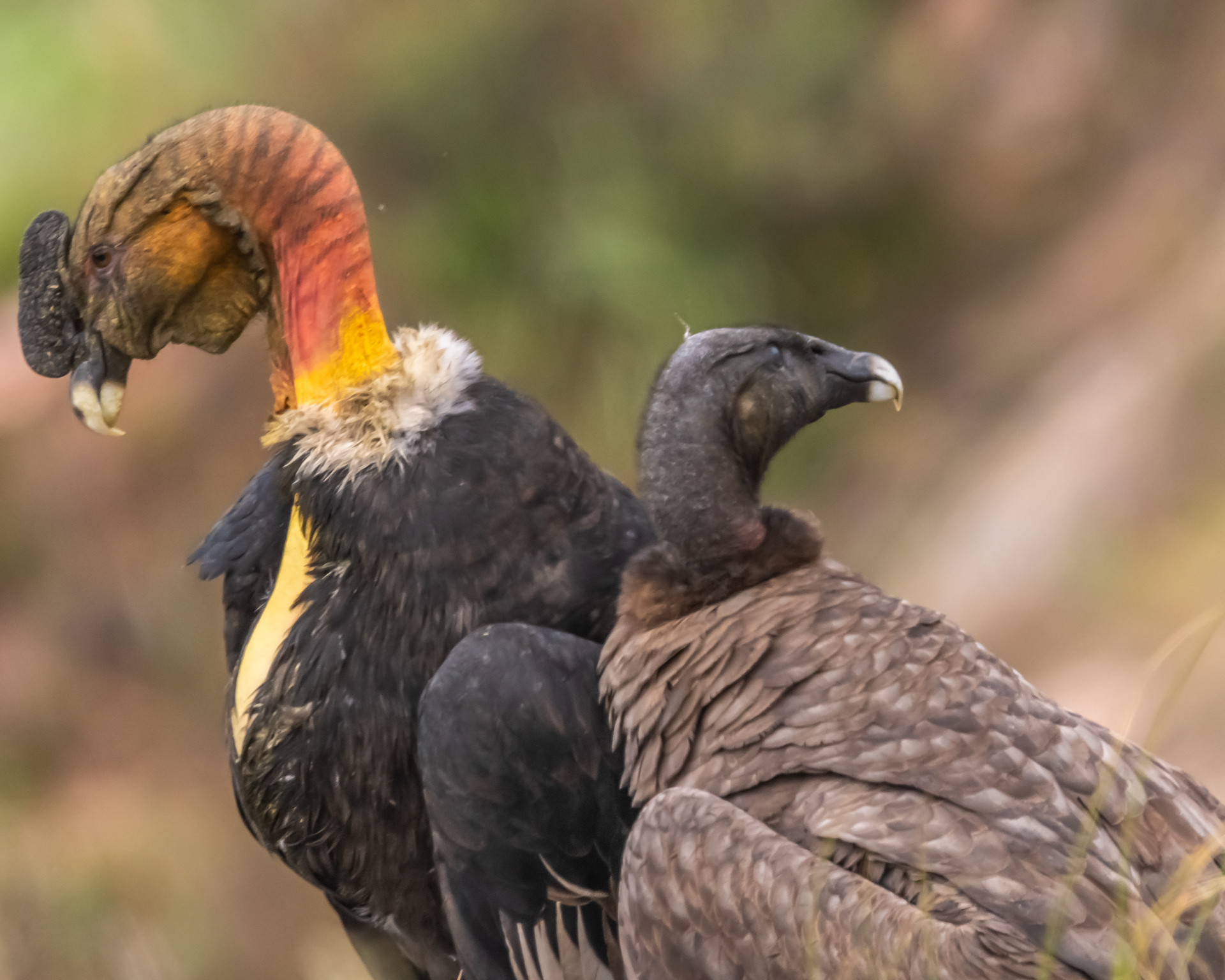 Condor Andino