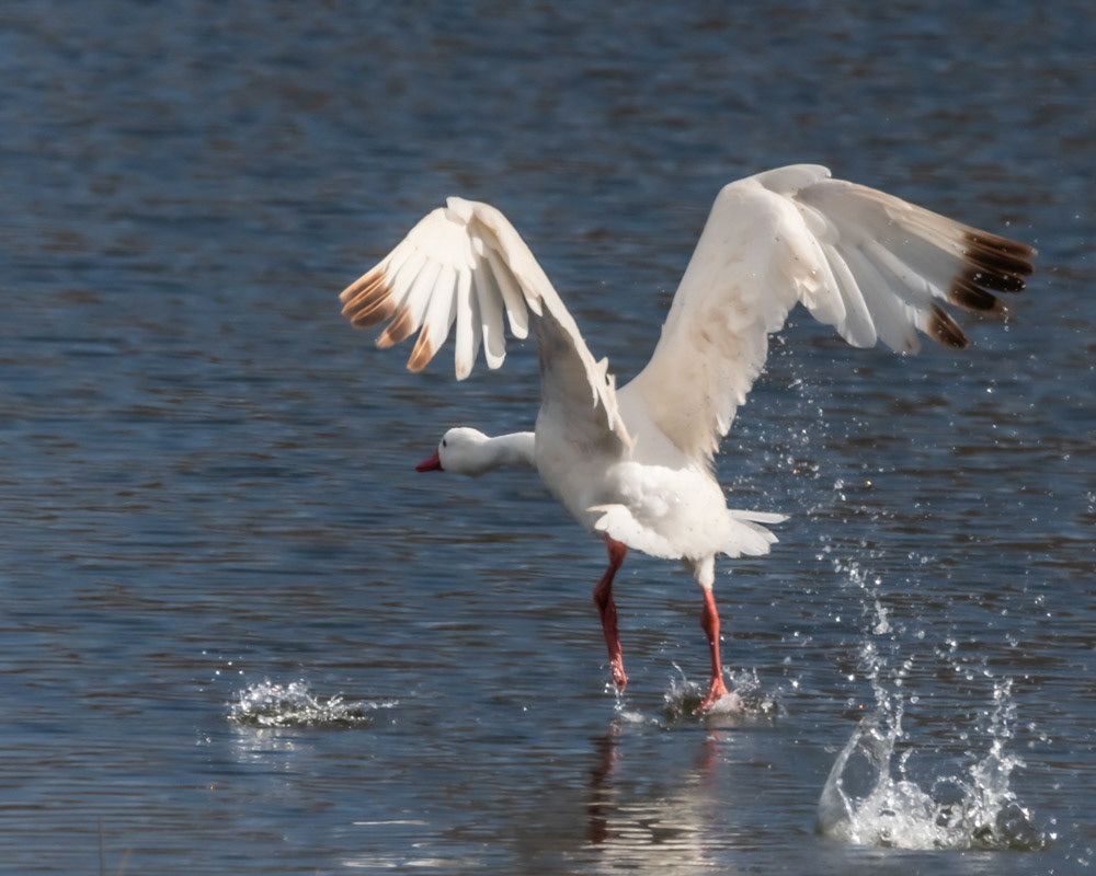 Cisne Coscoroba