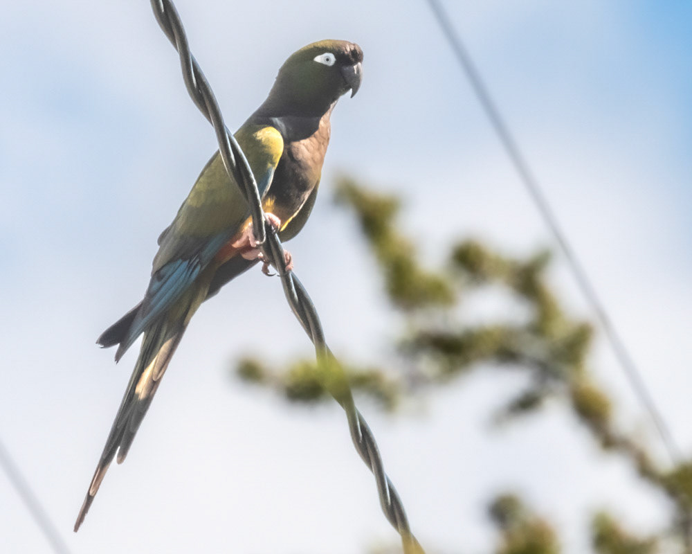 Loro Barranquero