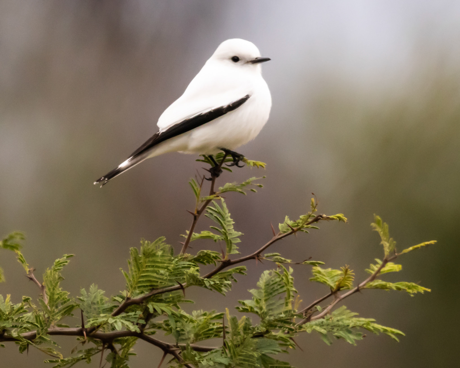 Monjita Blanca