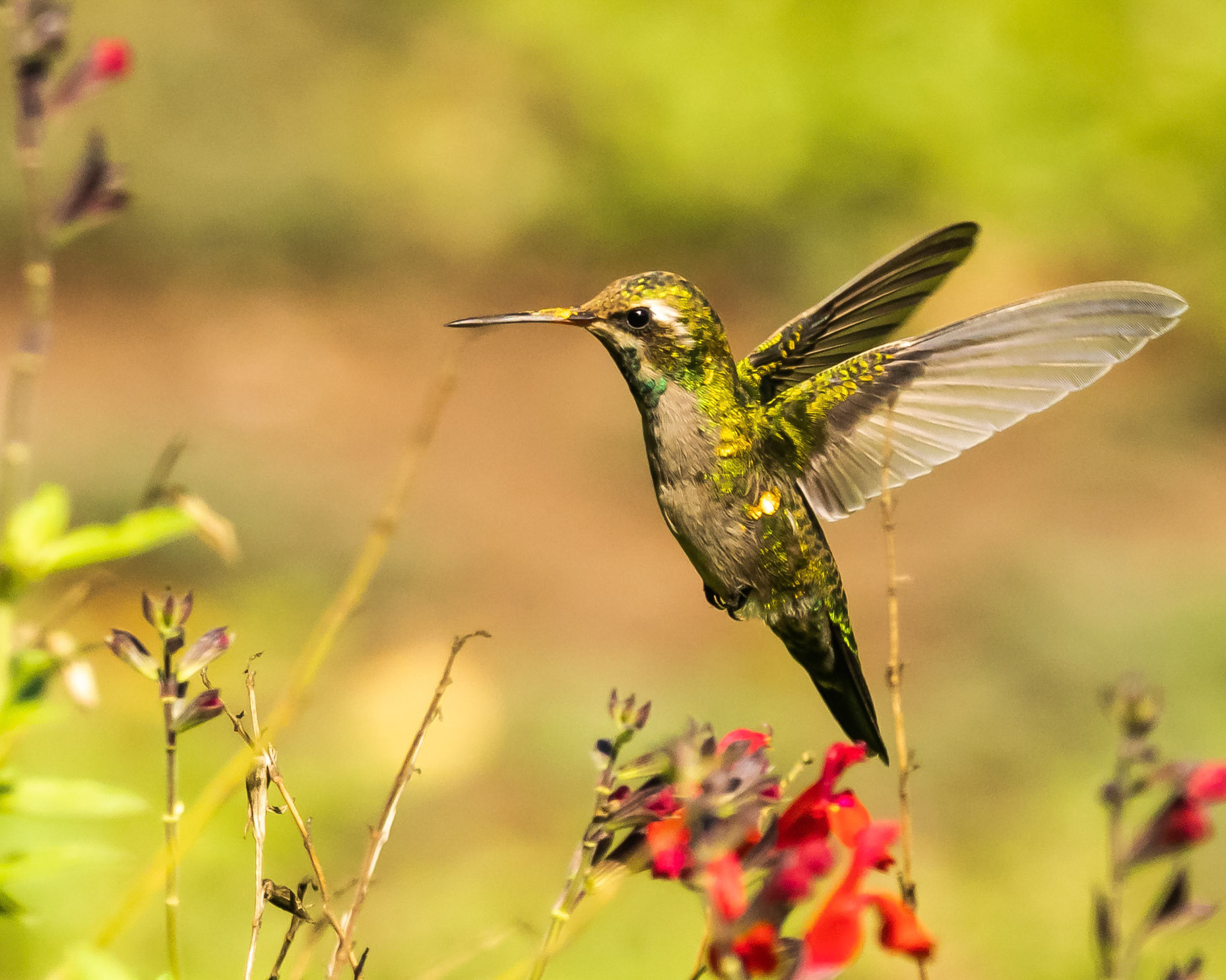 Picaflor Verde