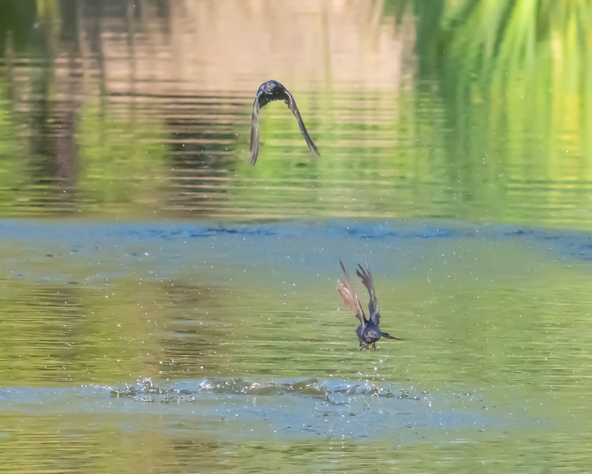 Golondrina