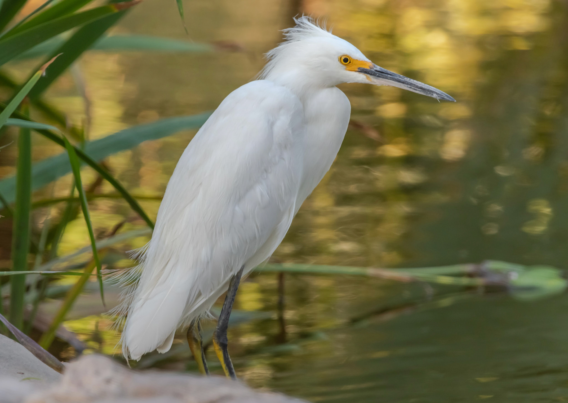 Garcita Blanca