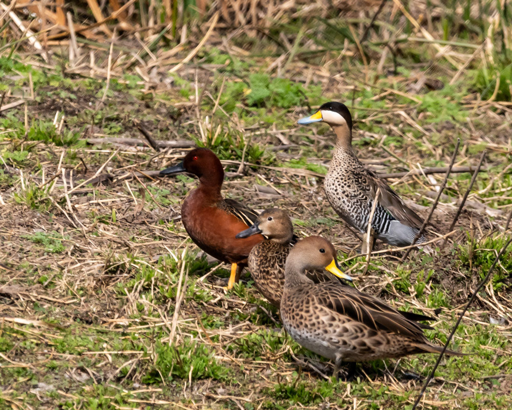 Pato Colorado y Pato Capuchino
