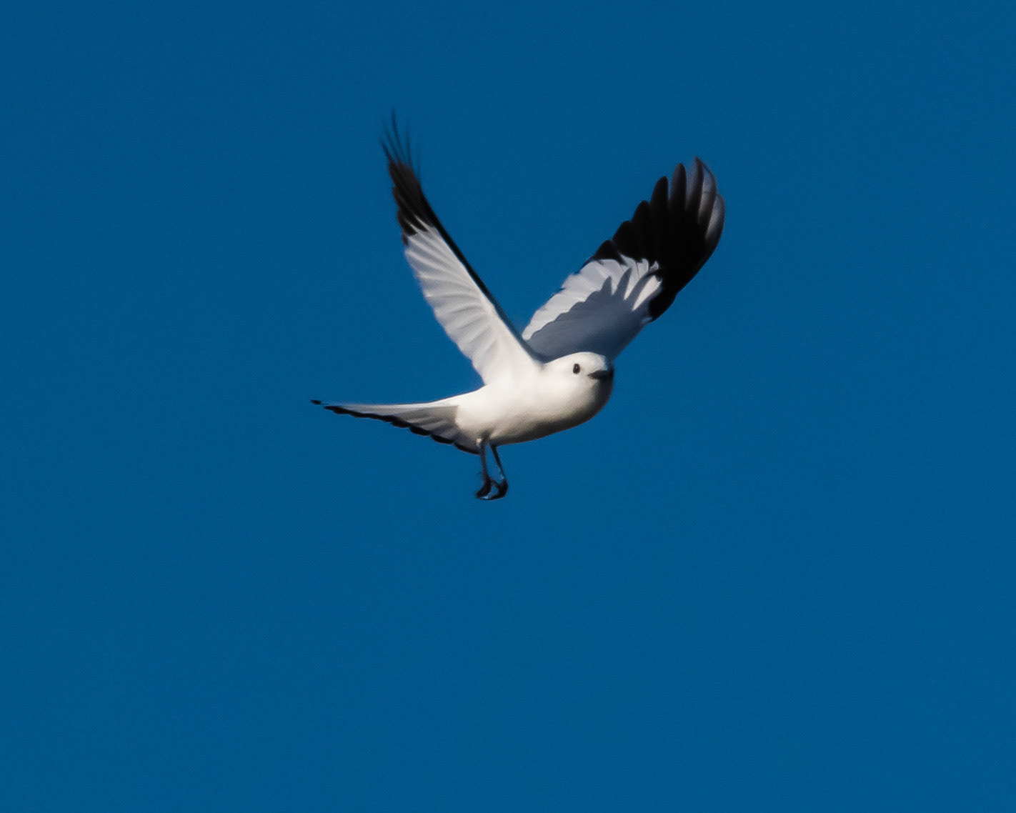 Monjita Blanca