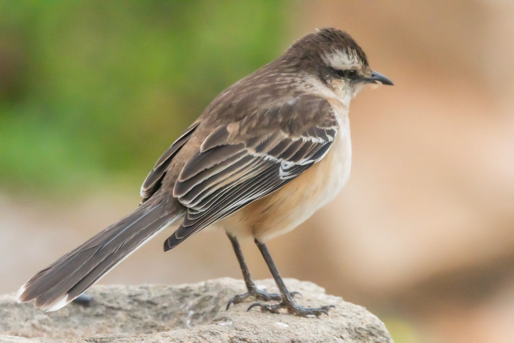 Calandria Real