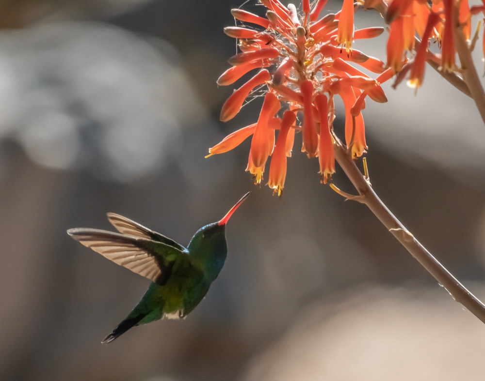 Picaflor Verde