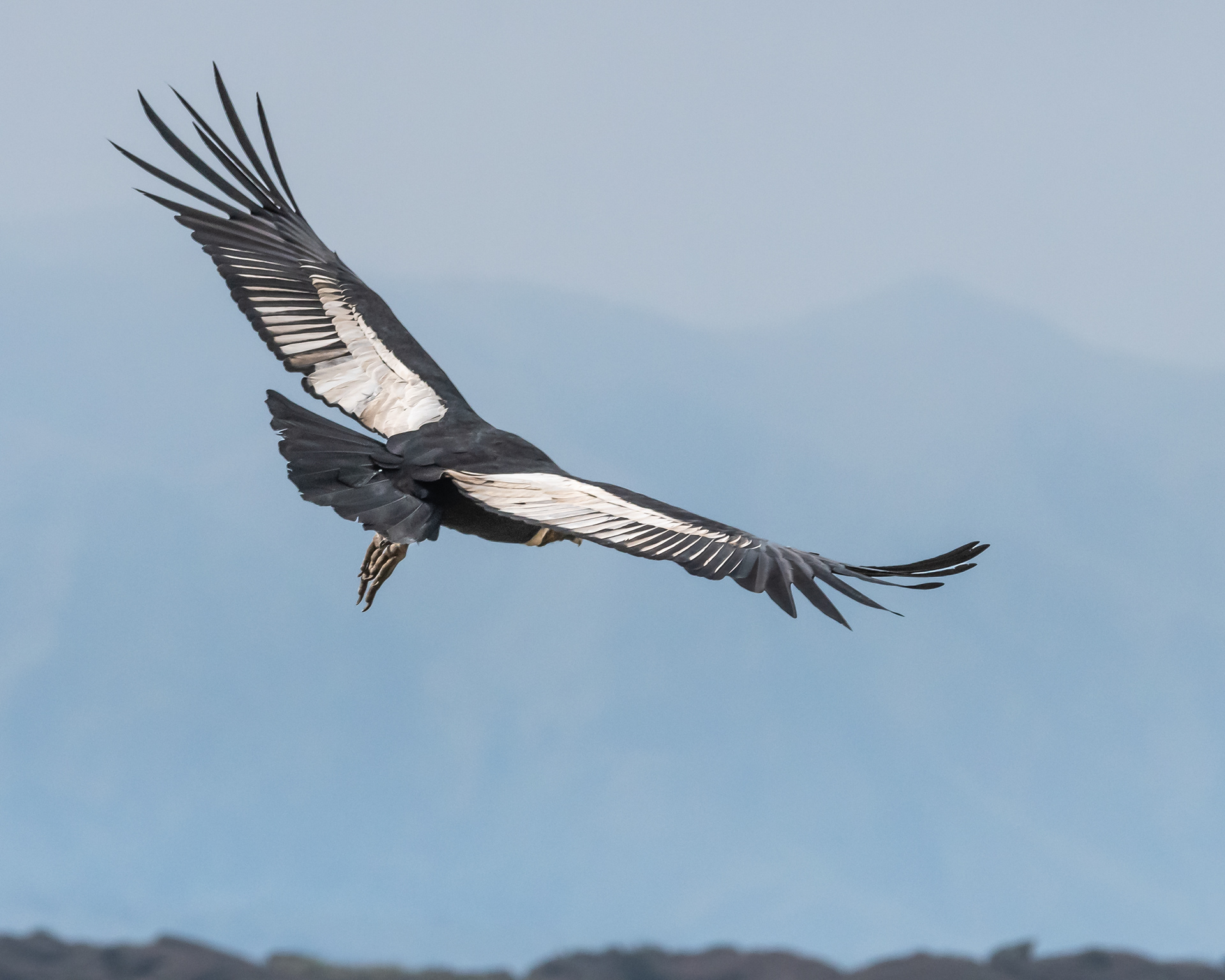 Condor Andino
