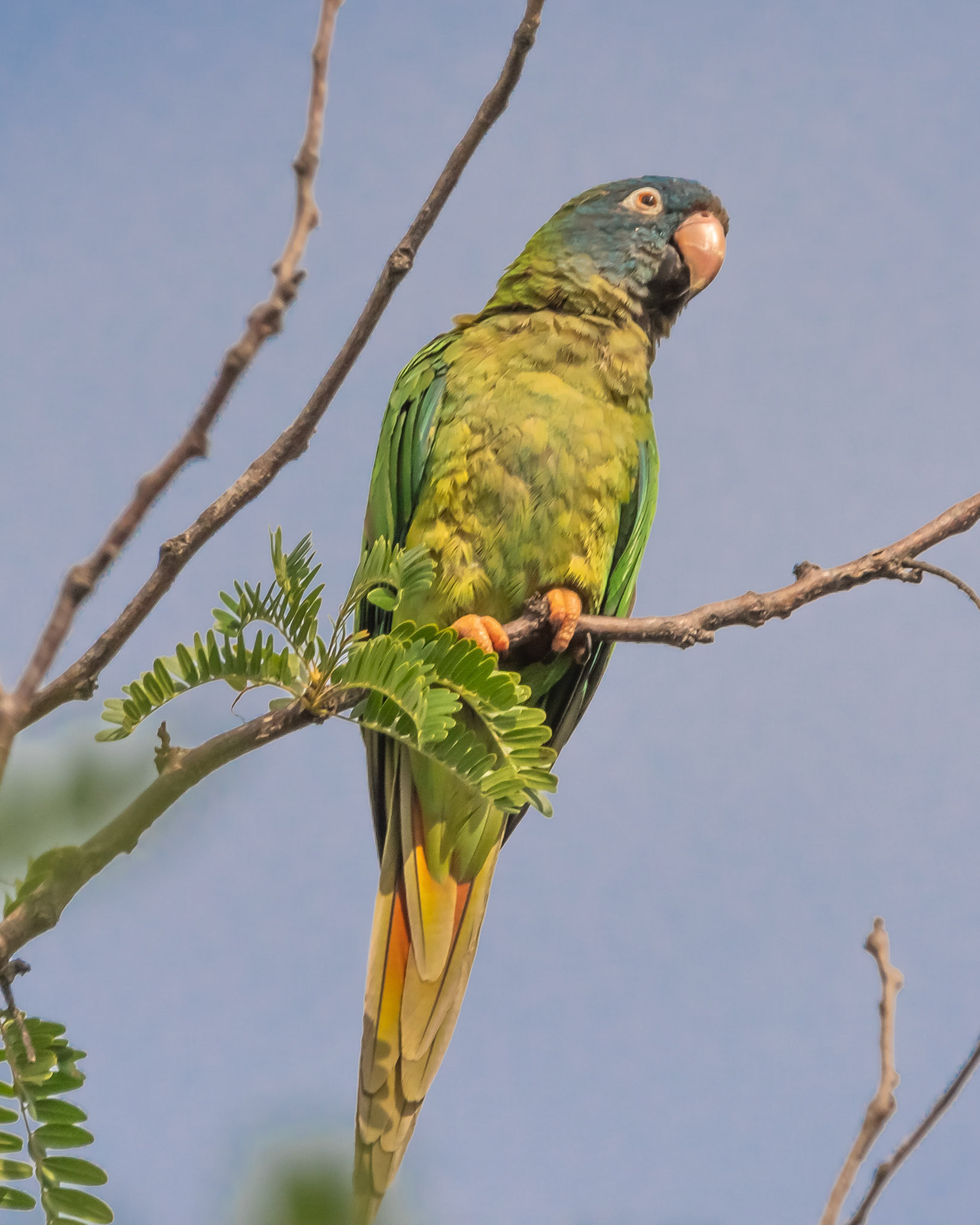 Loro Calacante