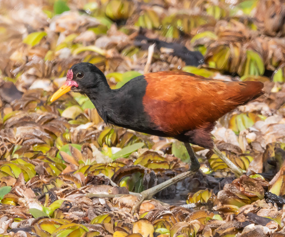 Jacana